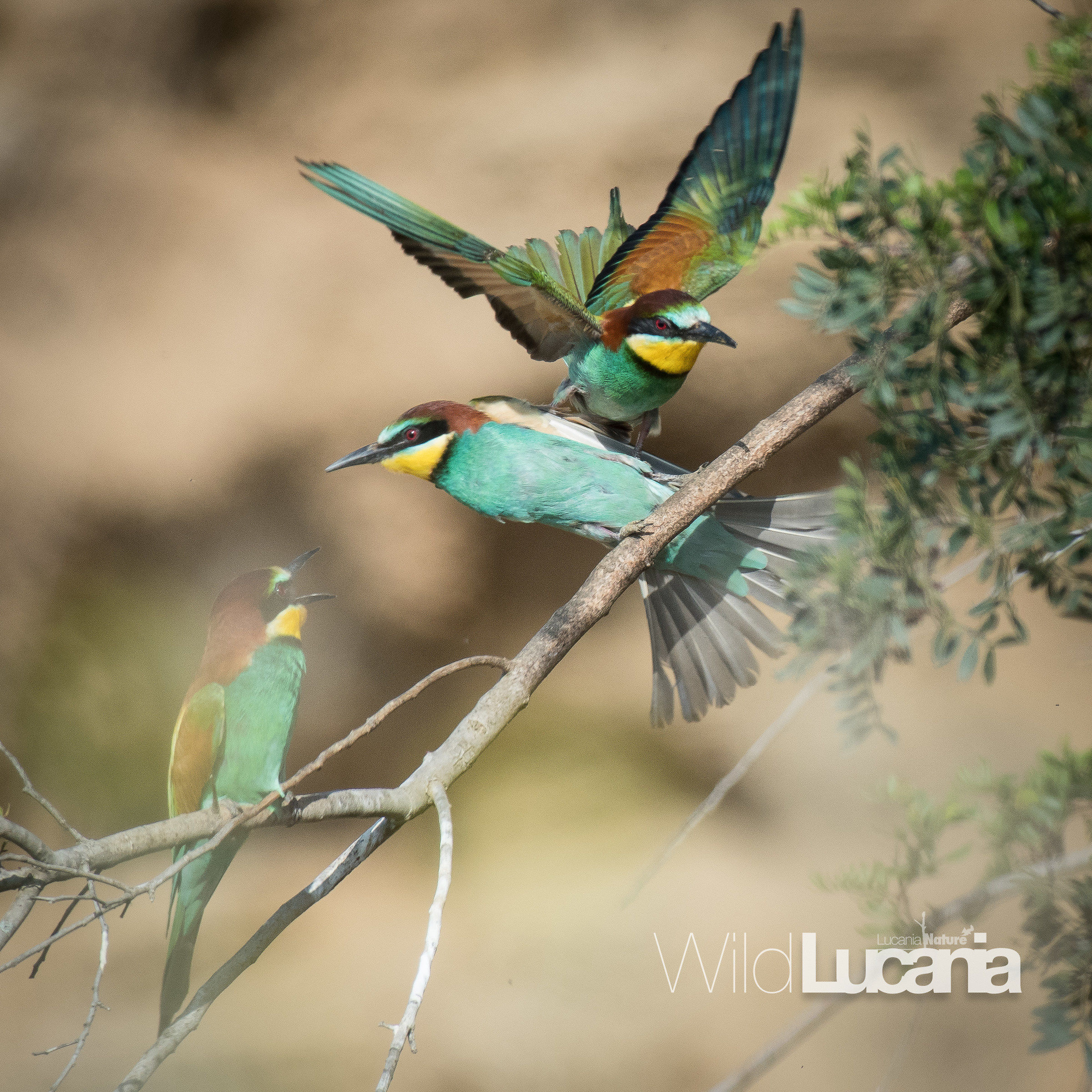 Bee-eater
