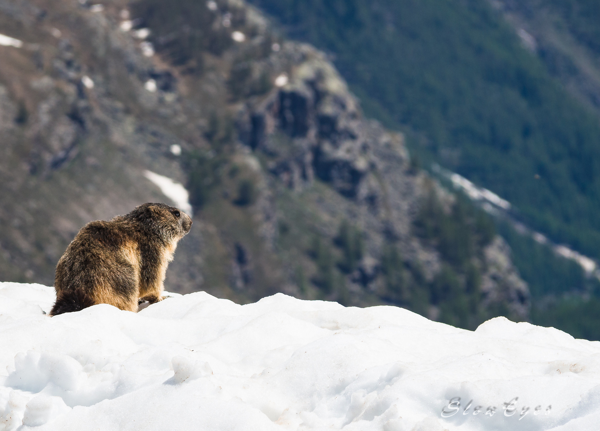 The groundhog enjoys the panorama