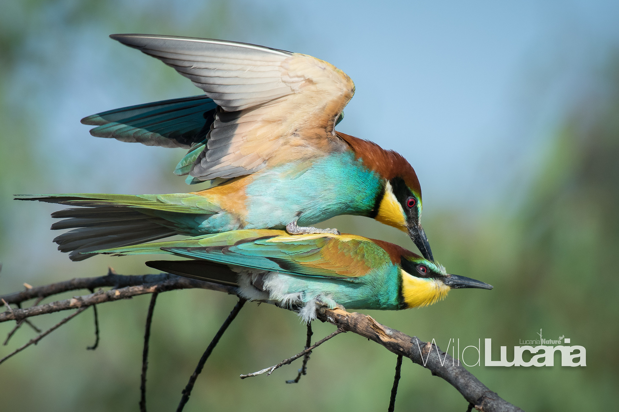 Bee-eater