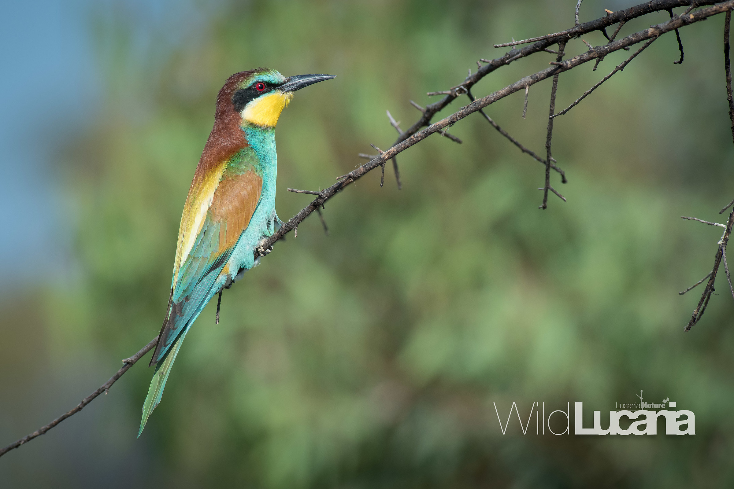 Bee-eater
