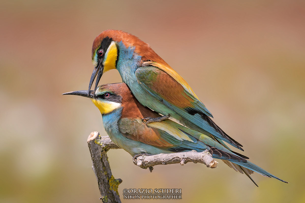 Merops Apiaster