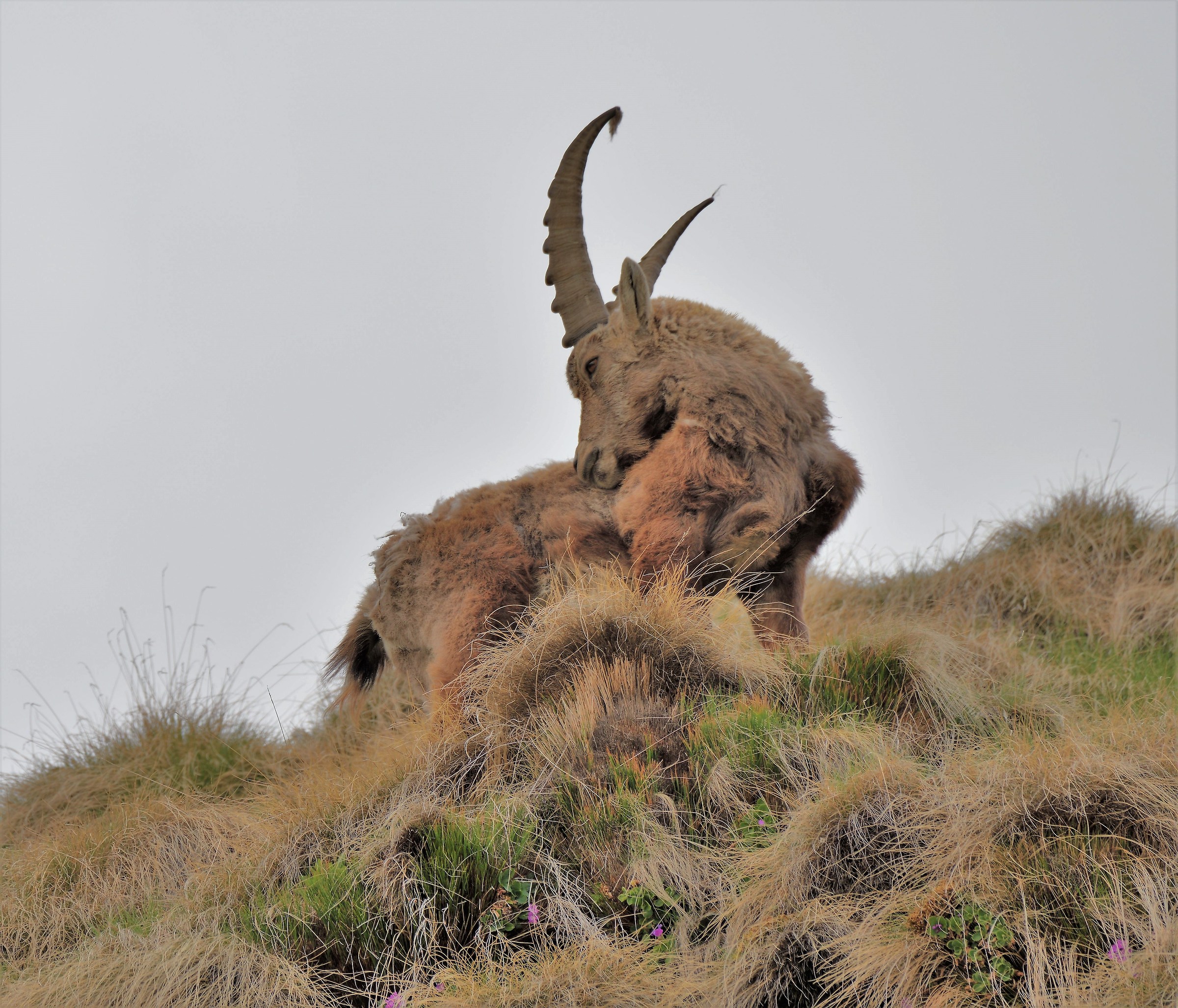 Male ibex