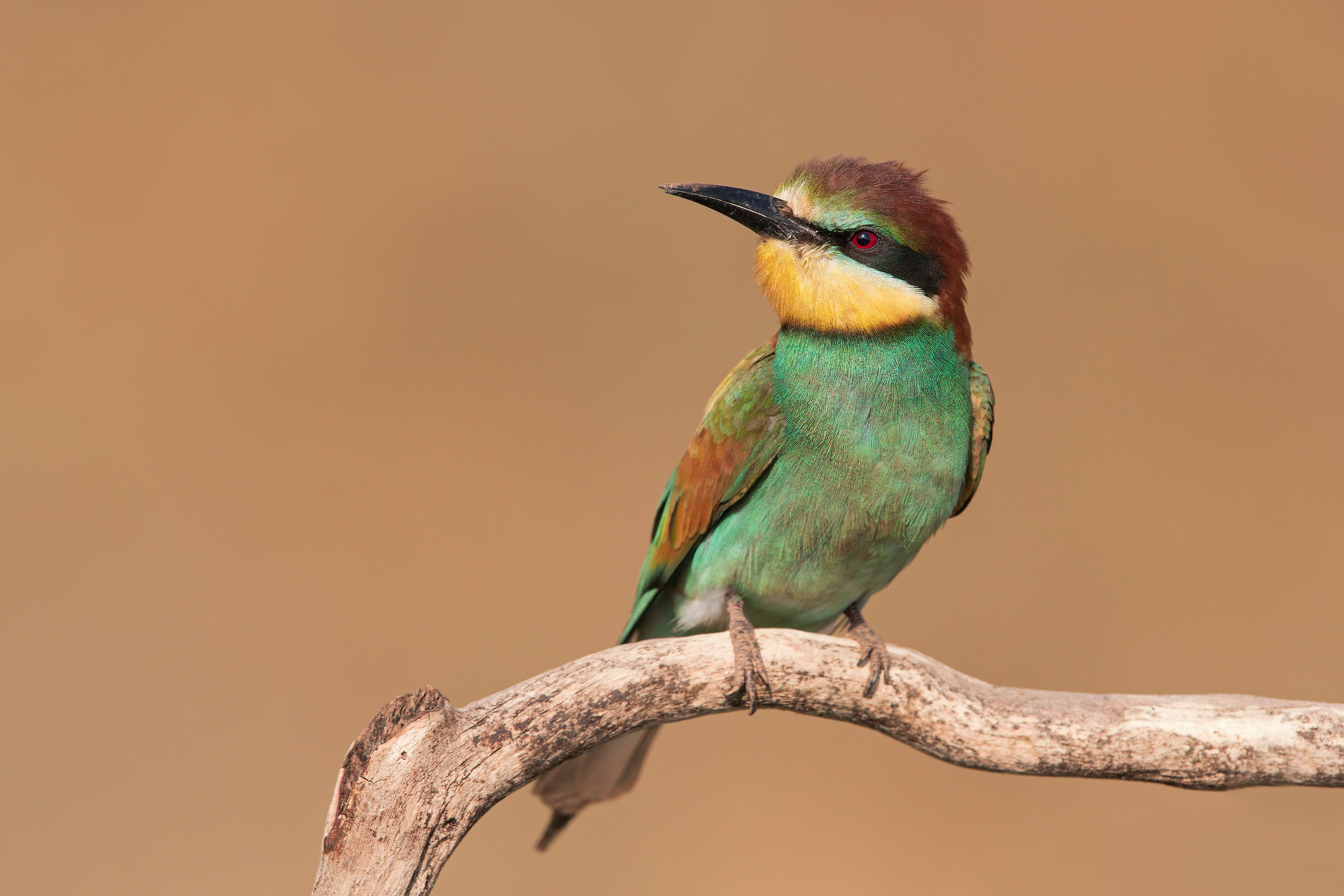 Bee-eater