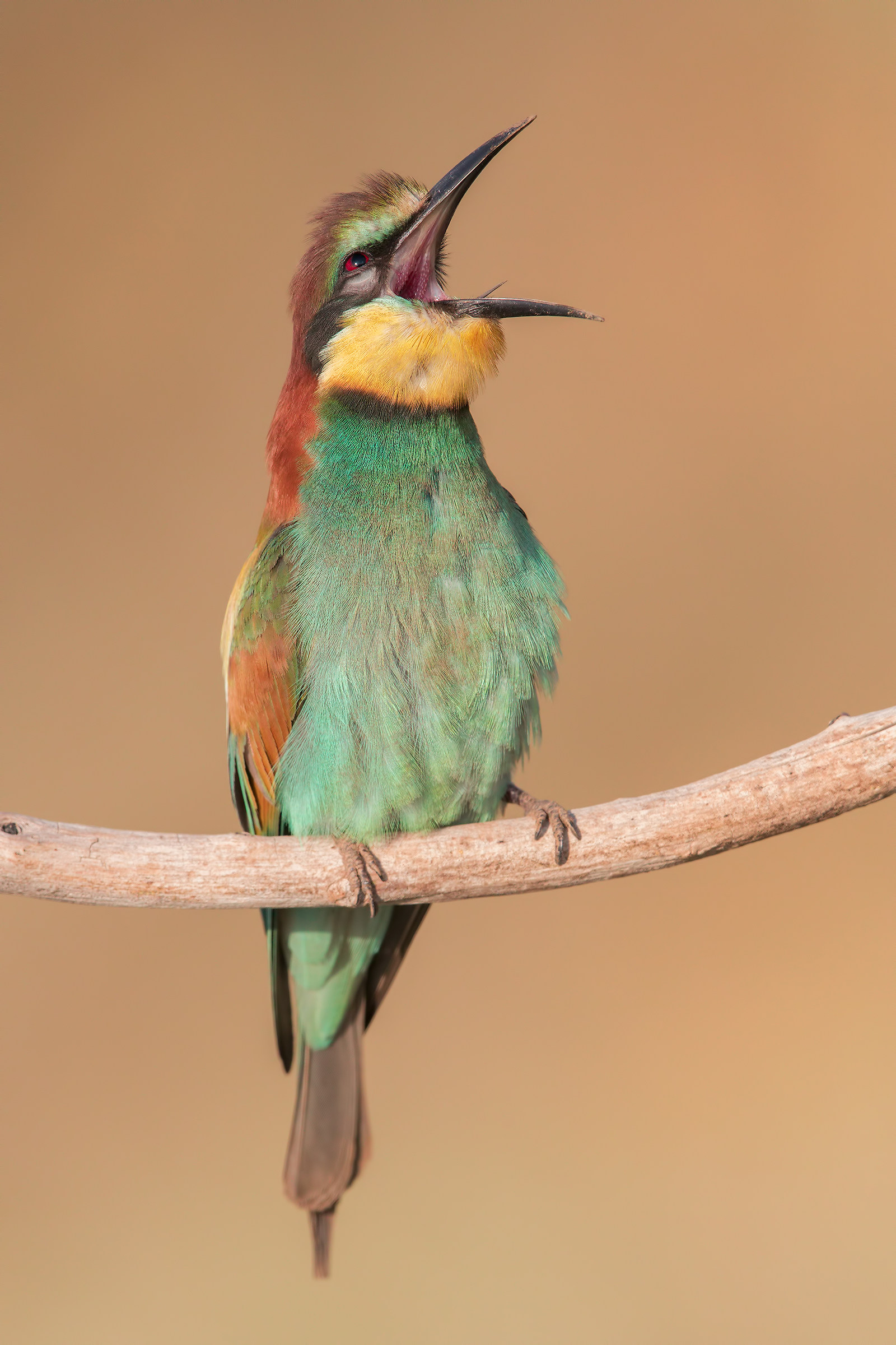 Bee-eater