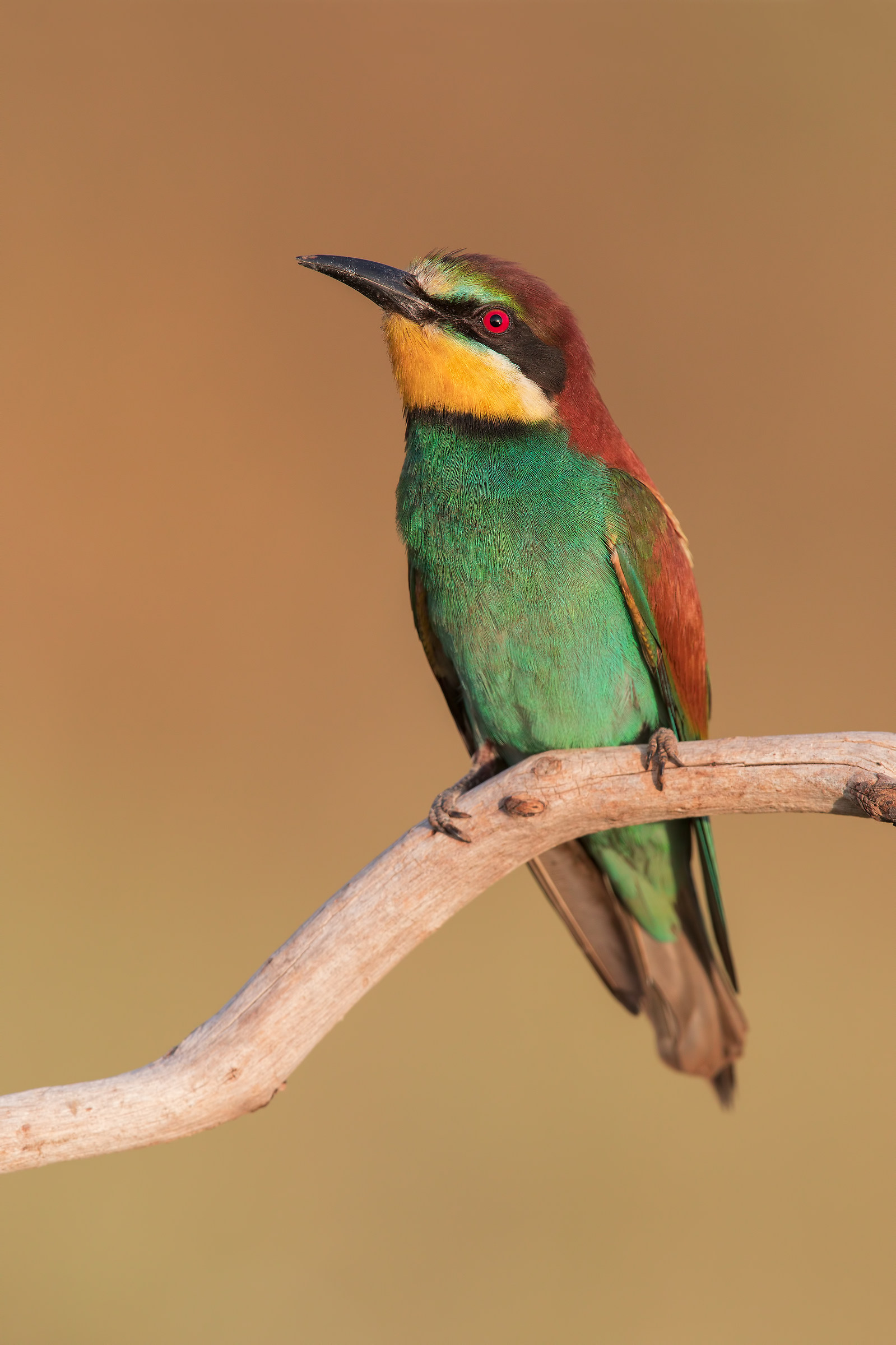 Bee-eater