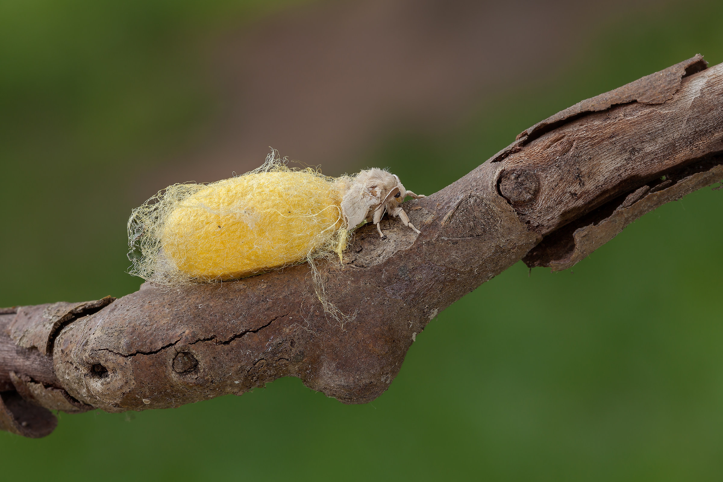 Bombyx mori (Linnaeus, 1758) - Baco da seta -