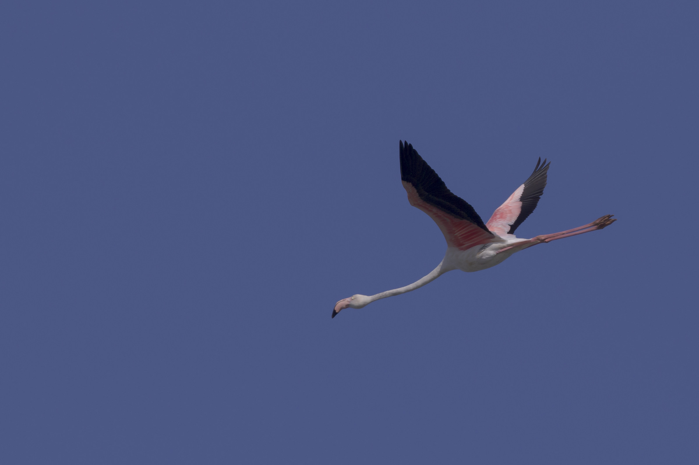 Siracusa: Fenicottero a Vendicari