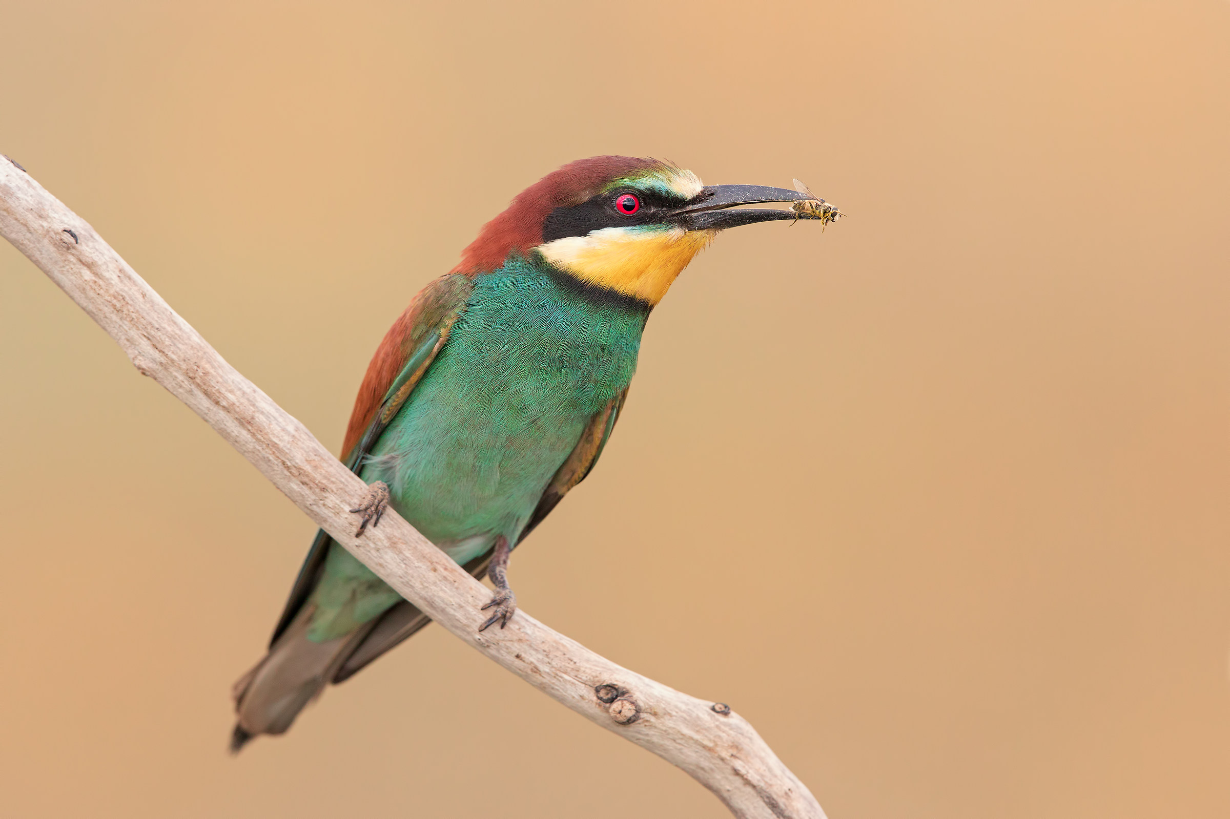 Bee-eater