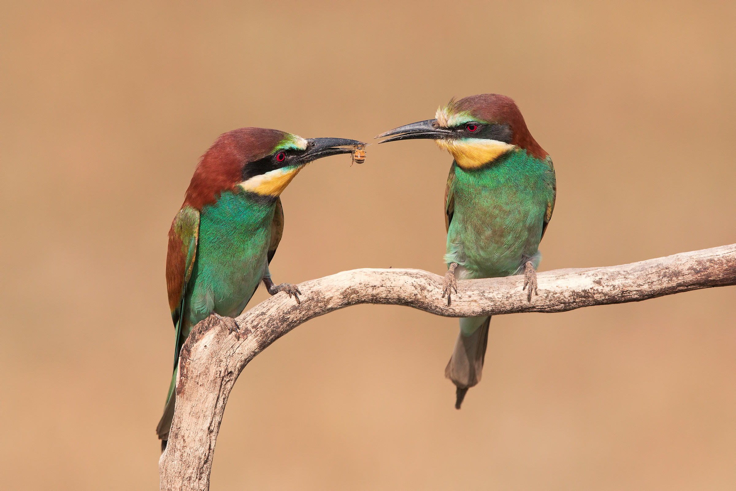 Bee-eater