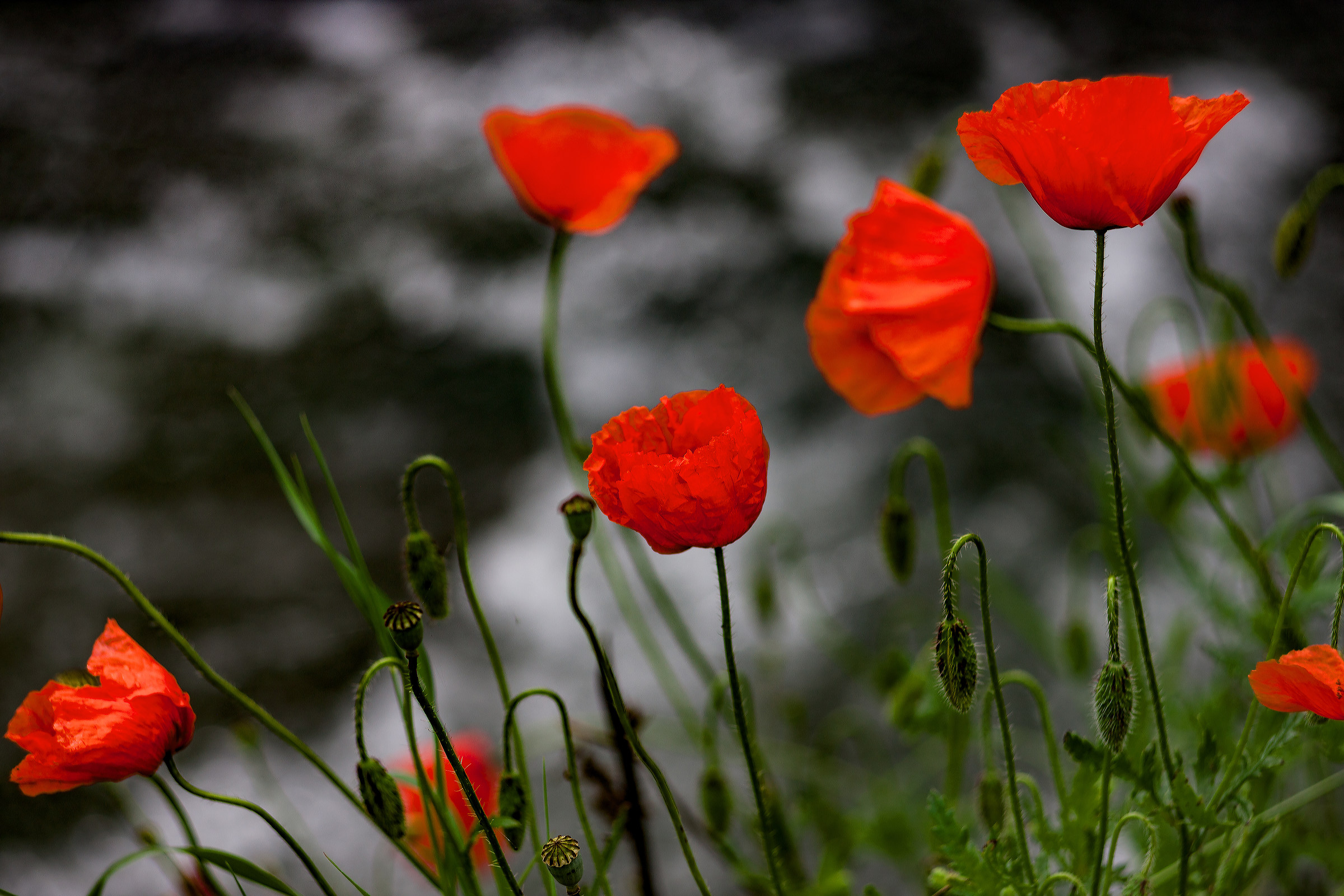 Papaveri senza papere