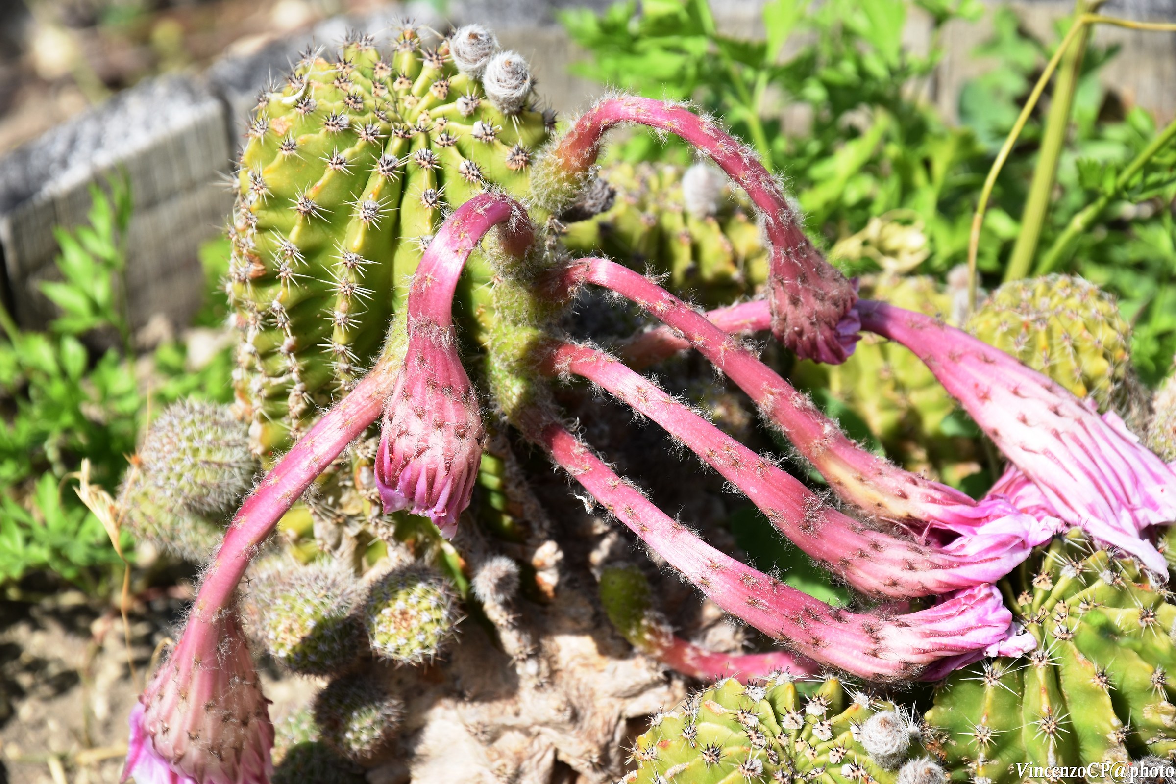 Pianta grassa o mostro alieno?