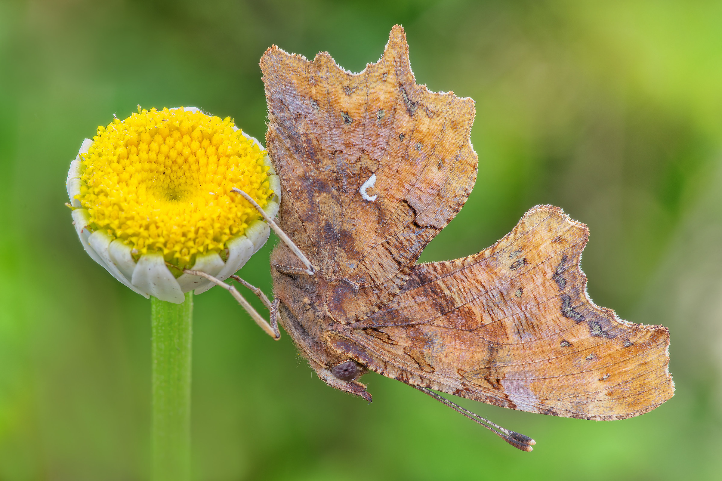 Polygonia c-album (Linnaeus, 1758)