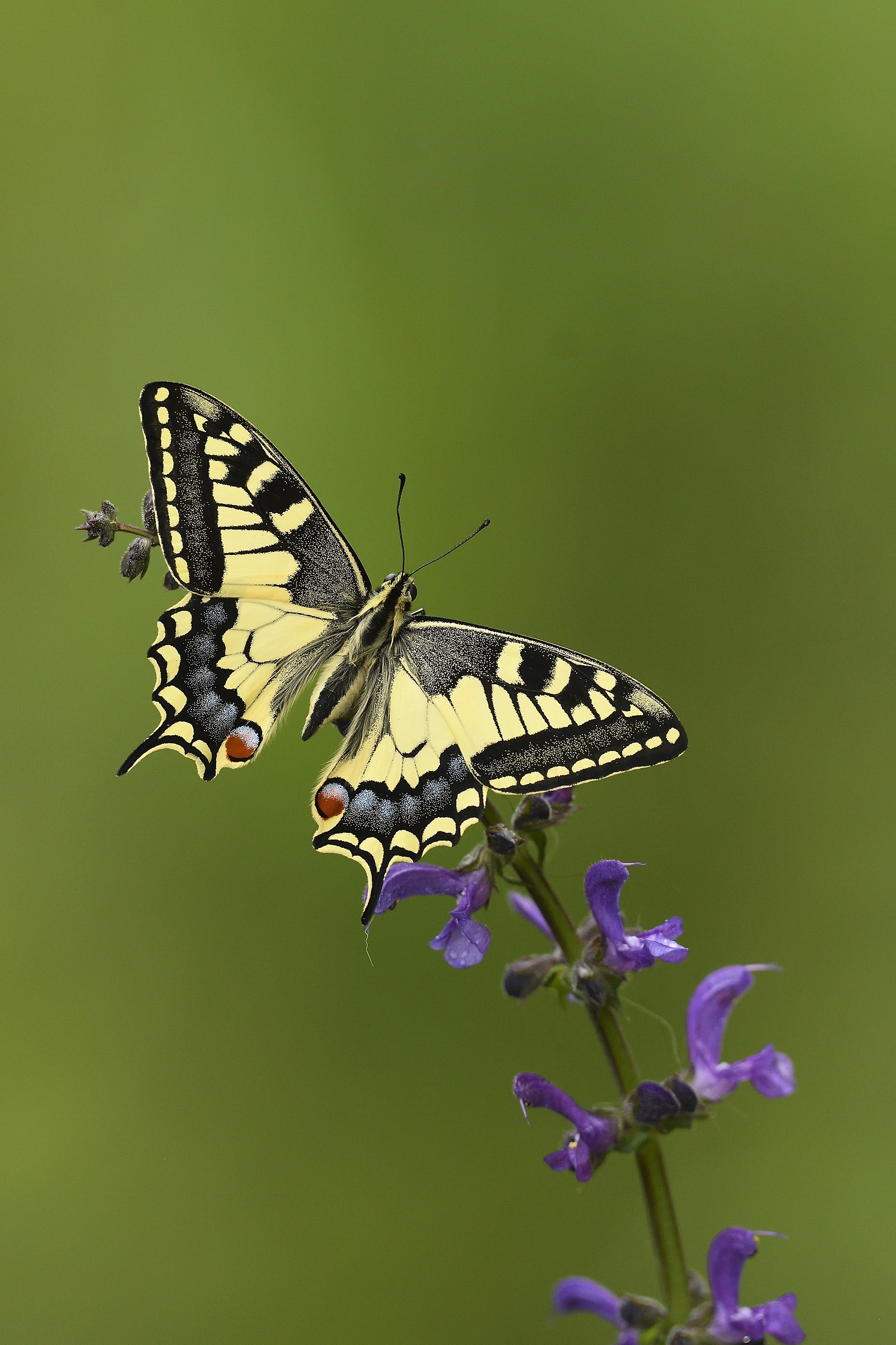 Macaone - Papilio machaon