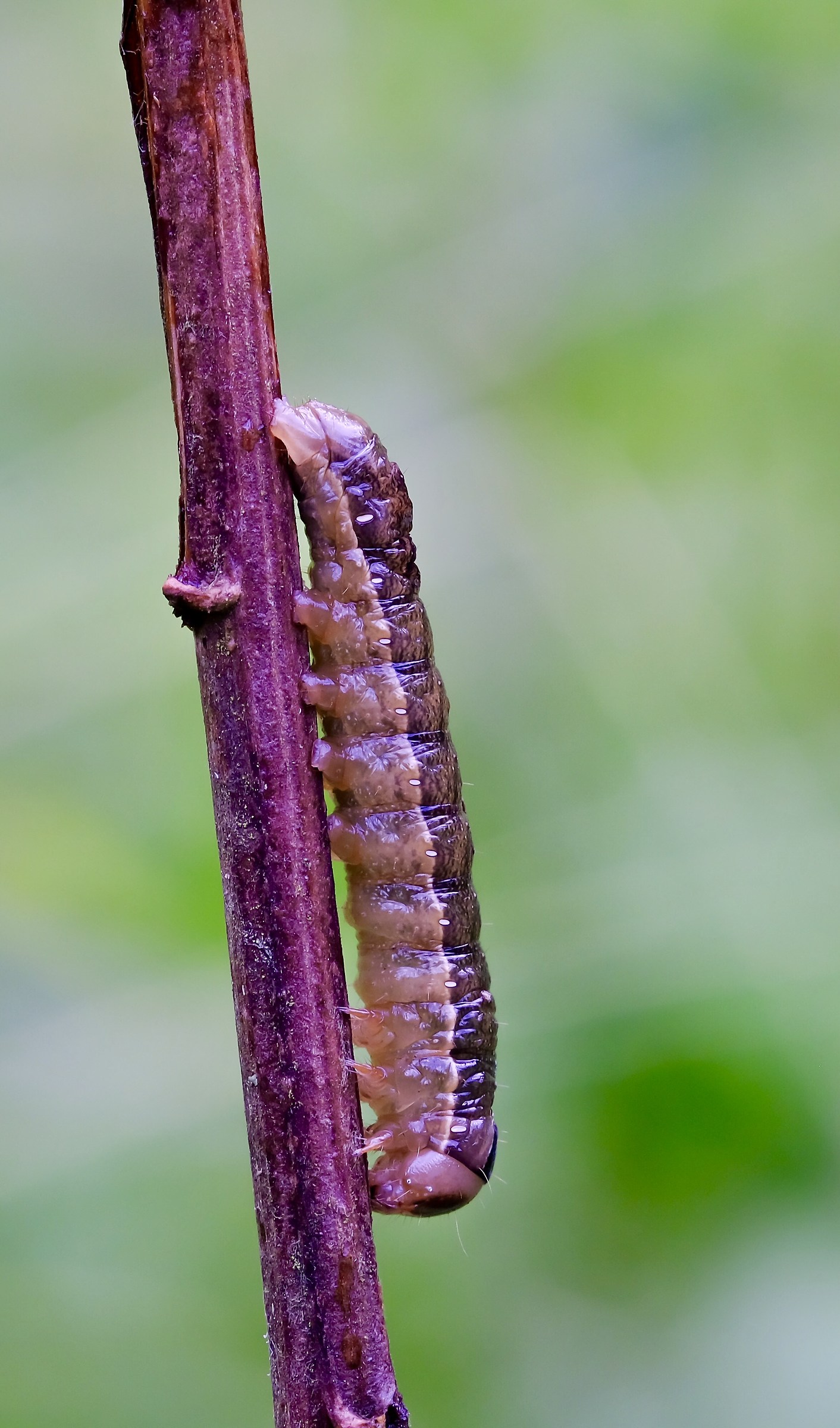 Caterpillar