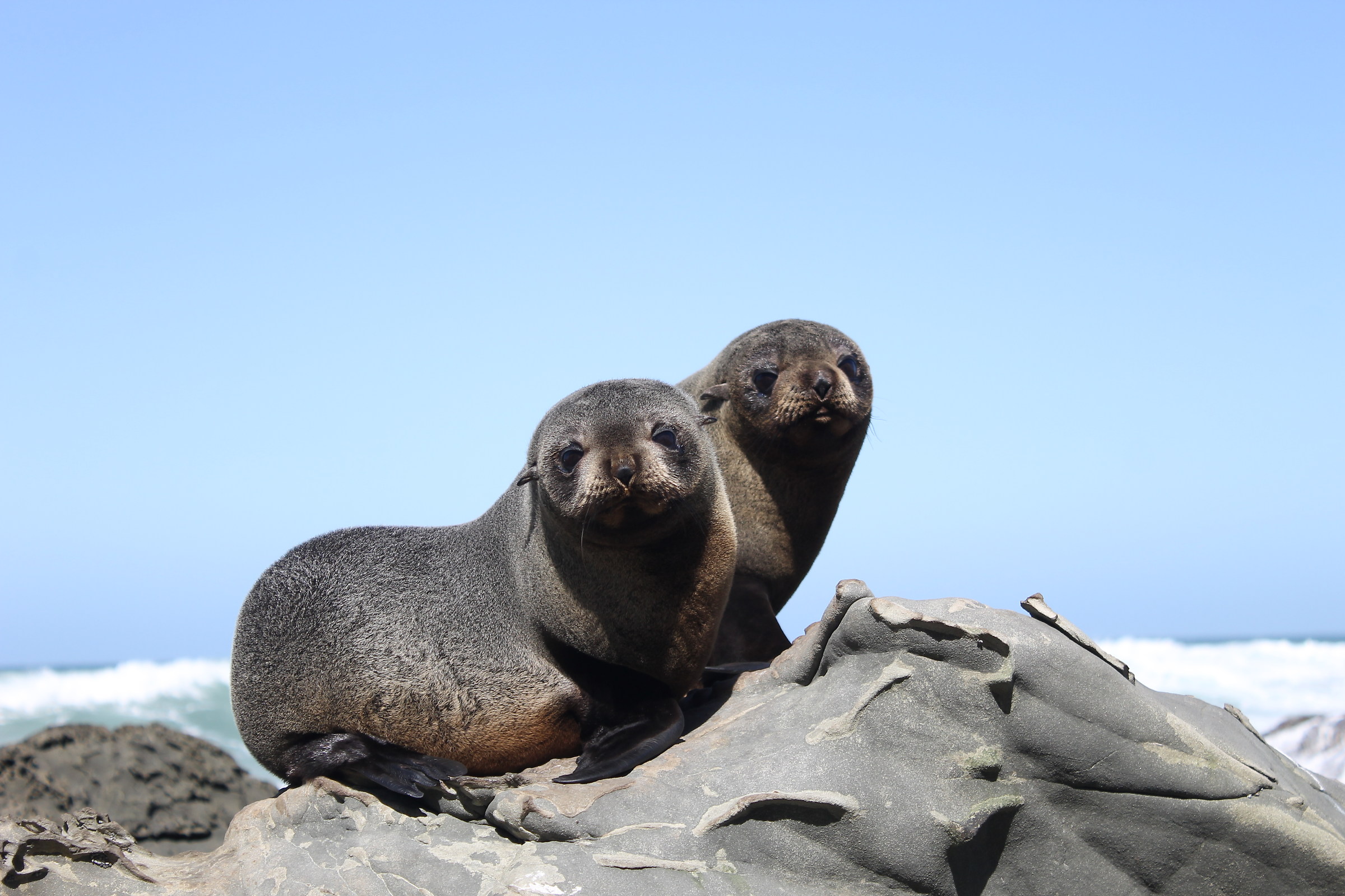 Seals - Kiakoura