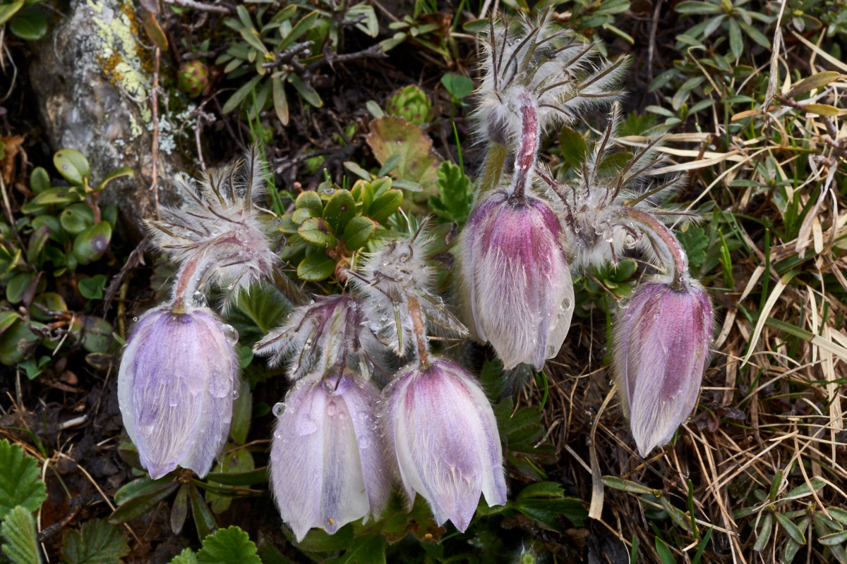 Pulsatilla vernalis