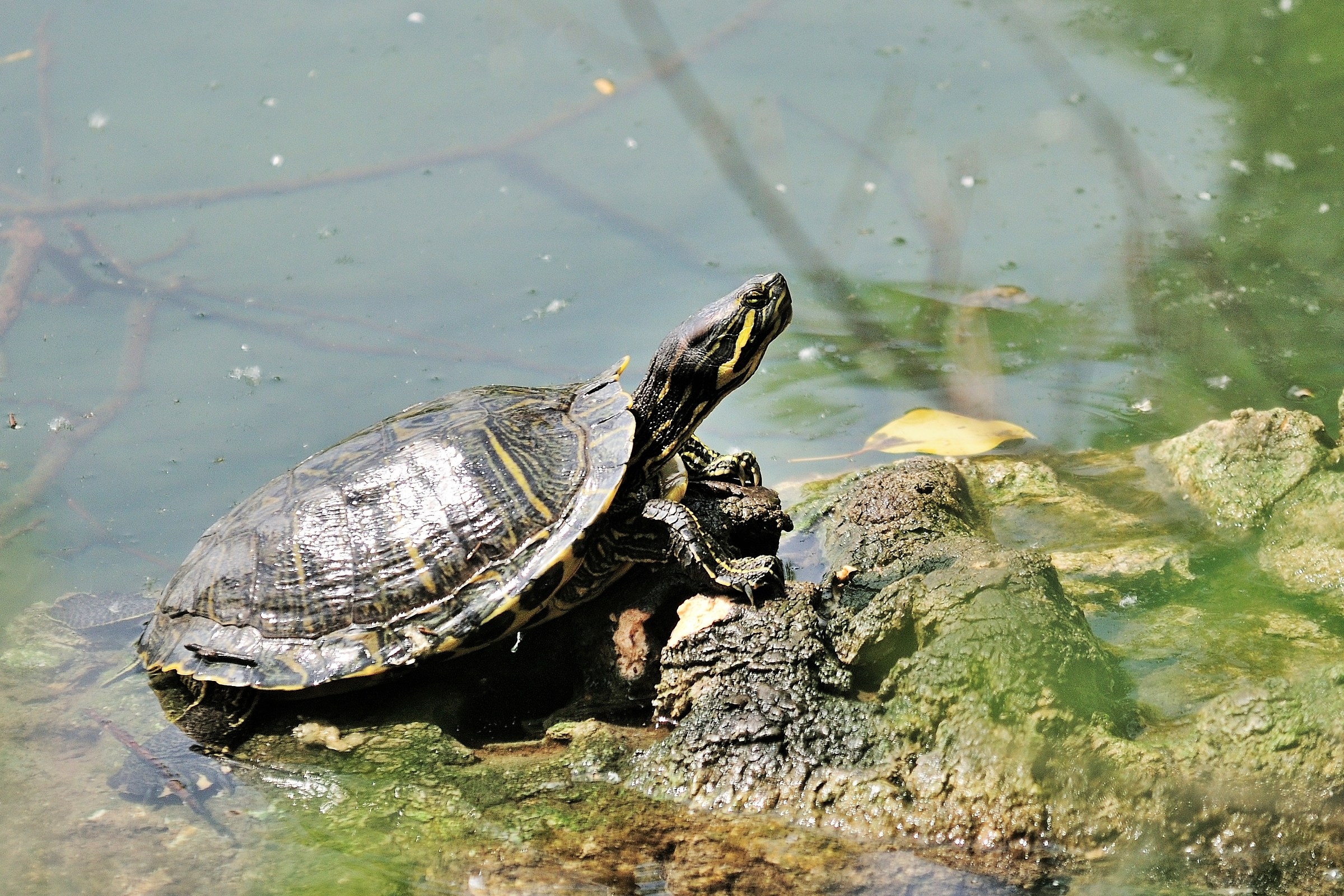 Quando esci dall'acqua ... e ti vieni a sdraiare ...
