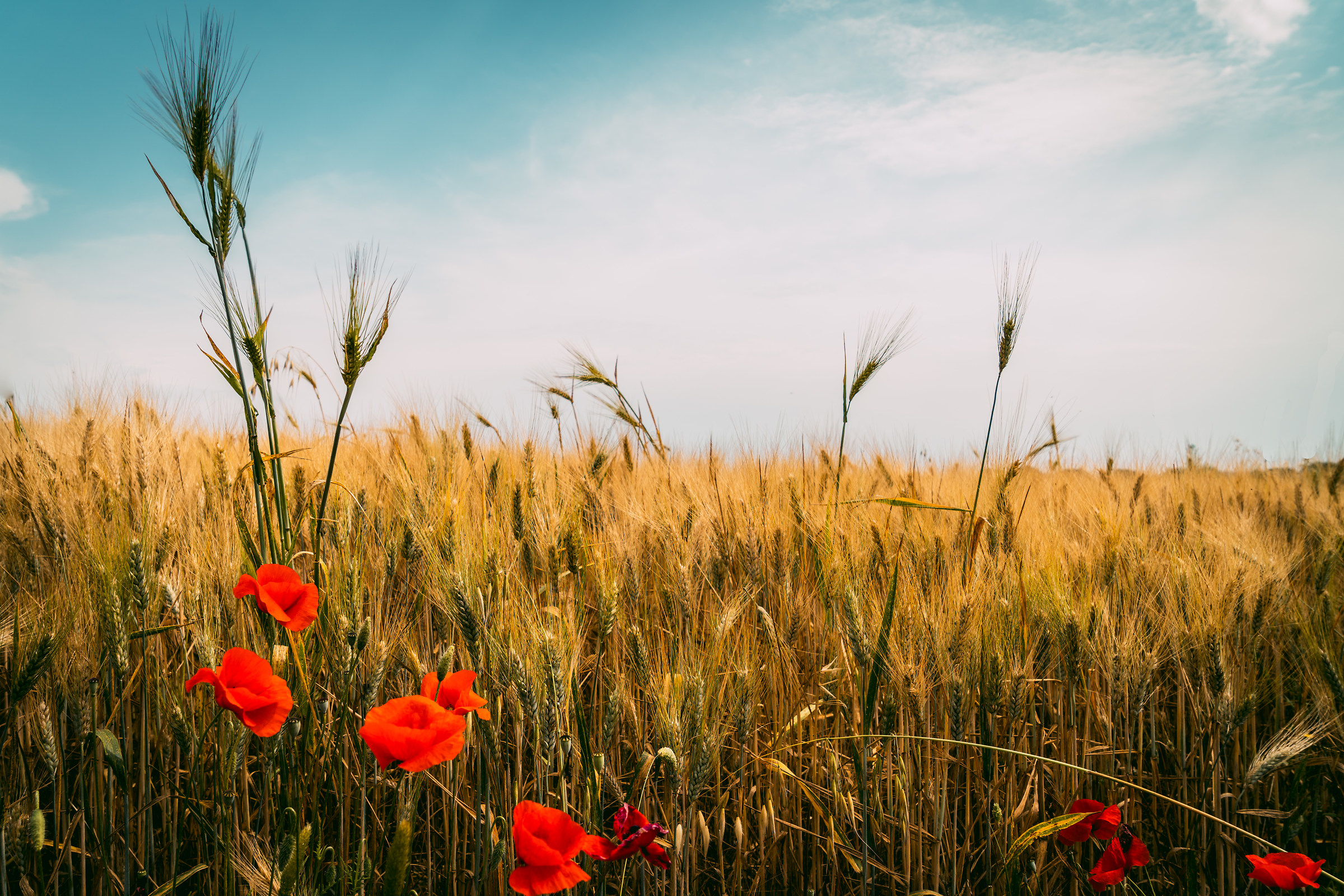 Distinguesi dalla massa