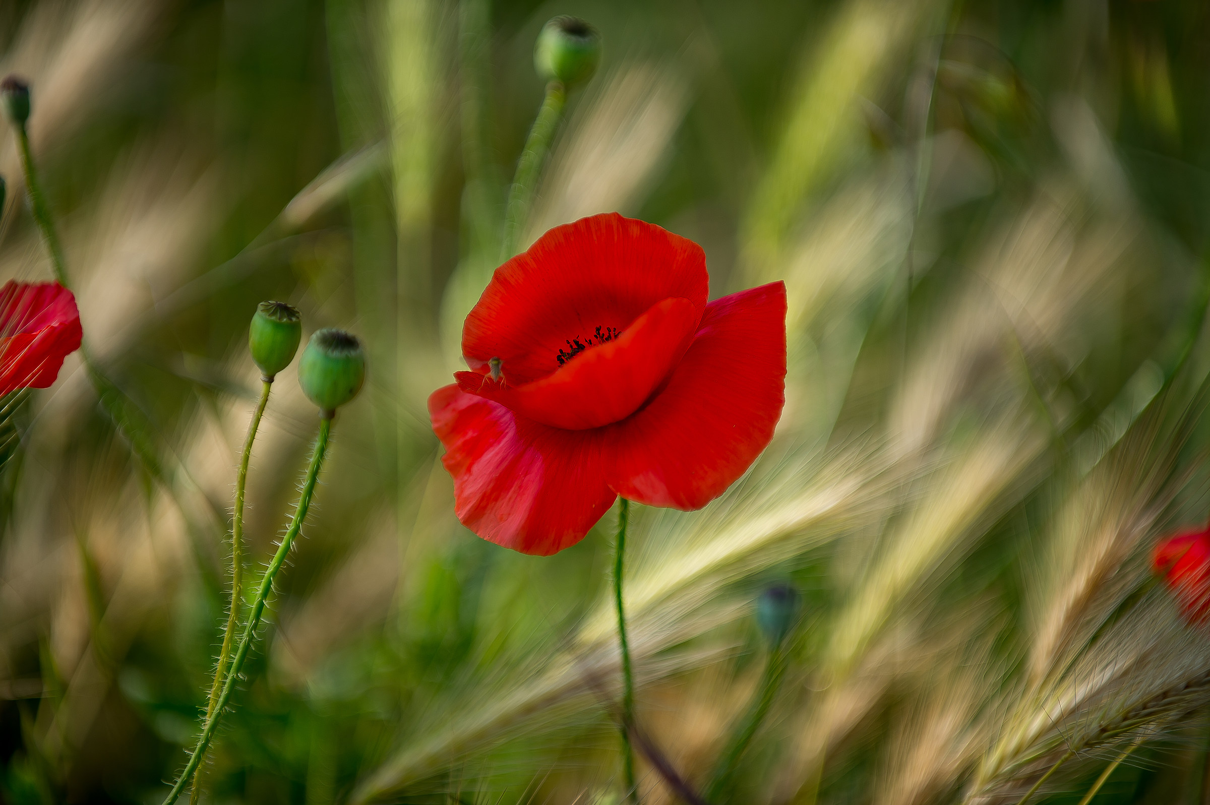 Poppies
