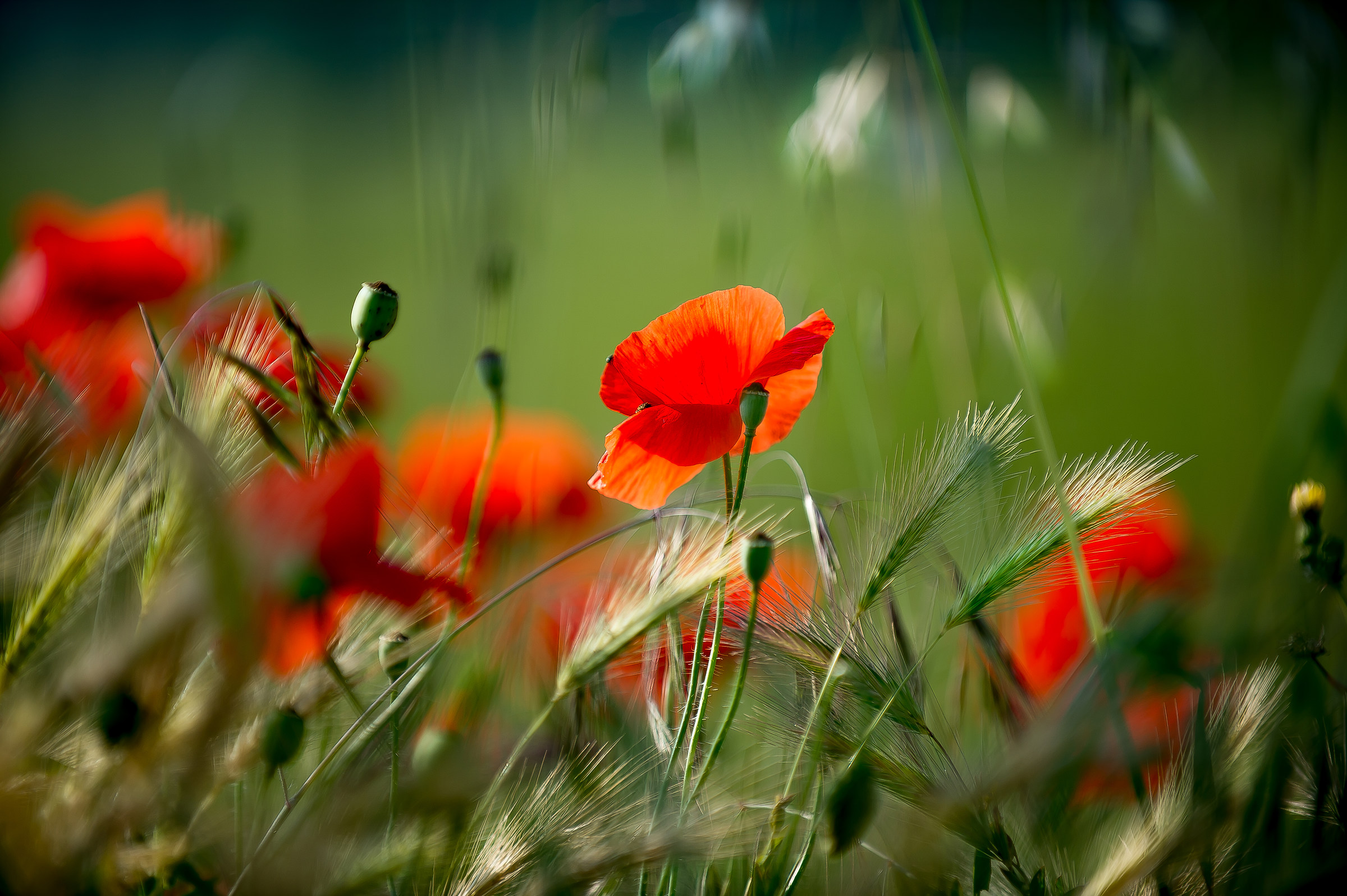 Papaveri4