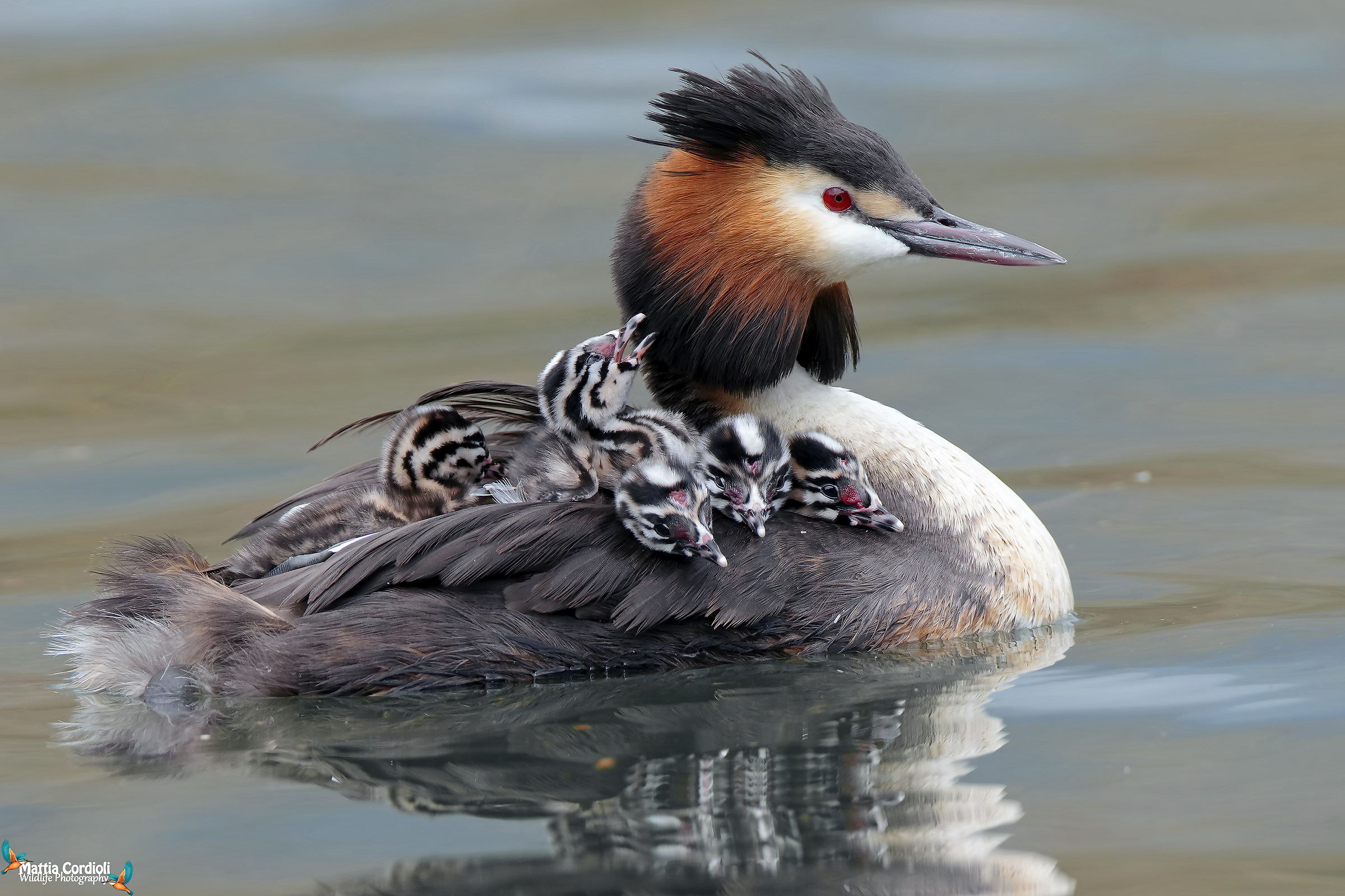 Grebe carries troops