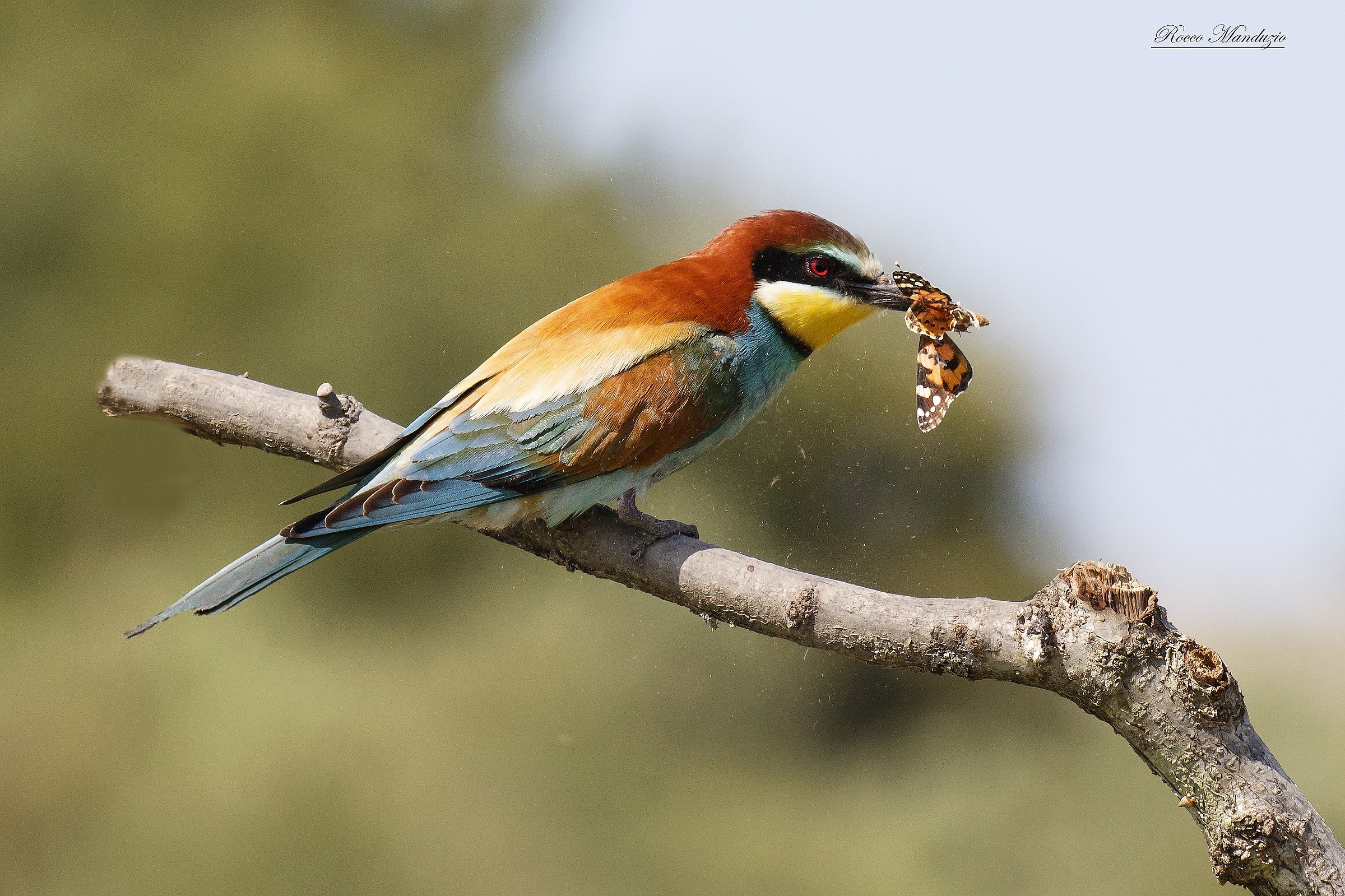Il gruccione e la farfalla