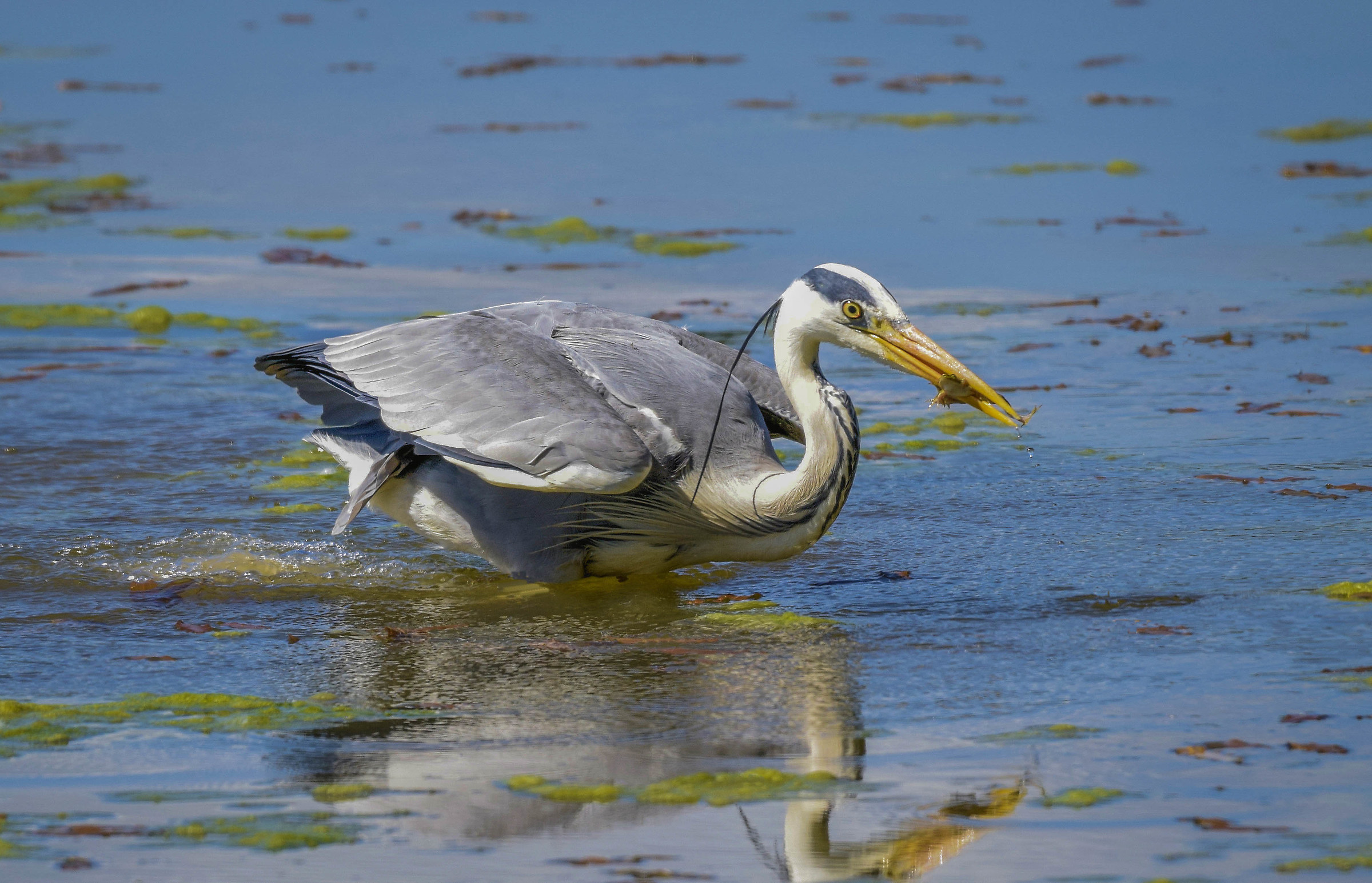 Grey Heron