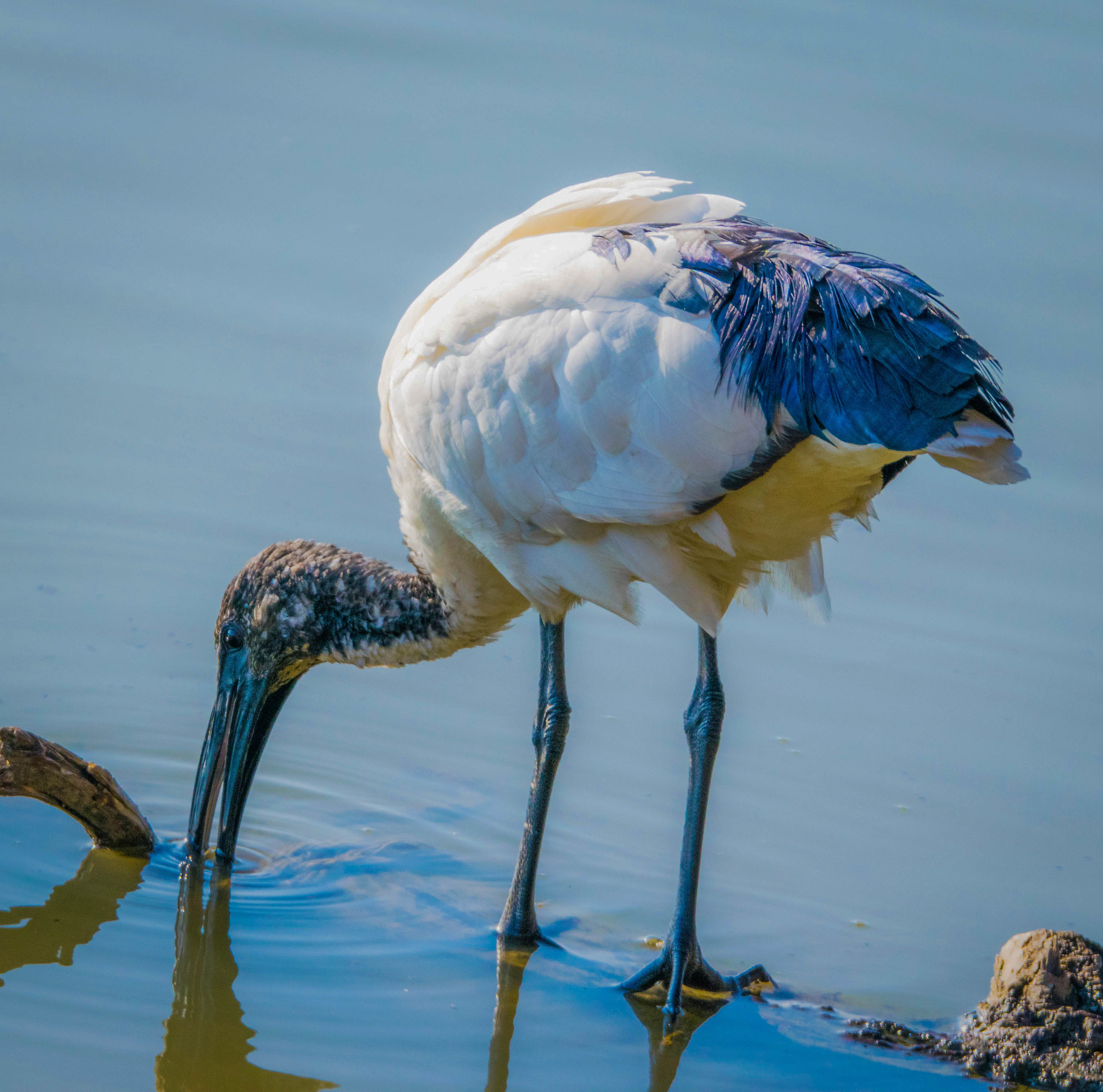 Sacred Ibis