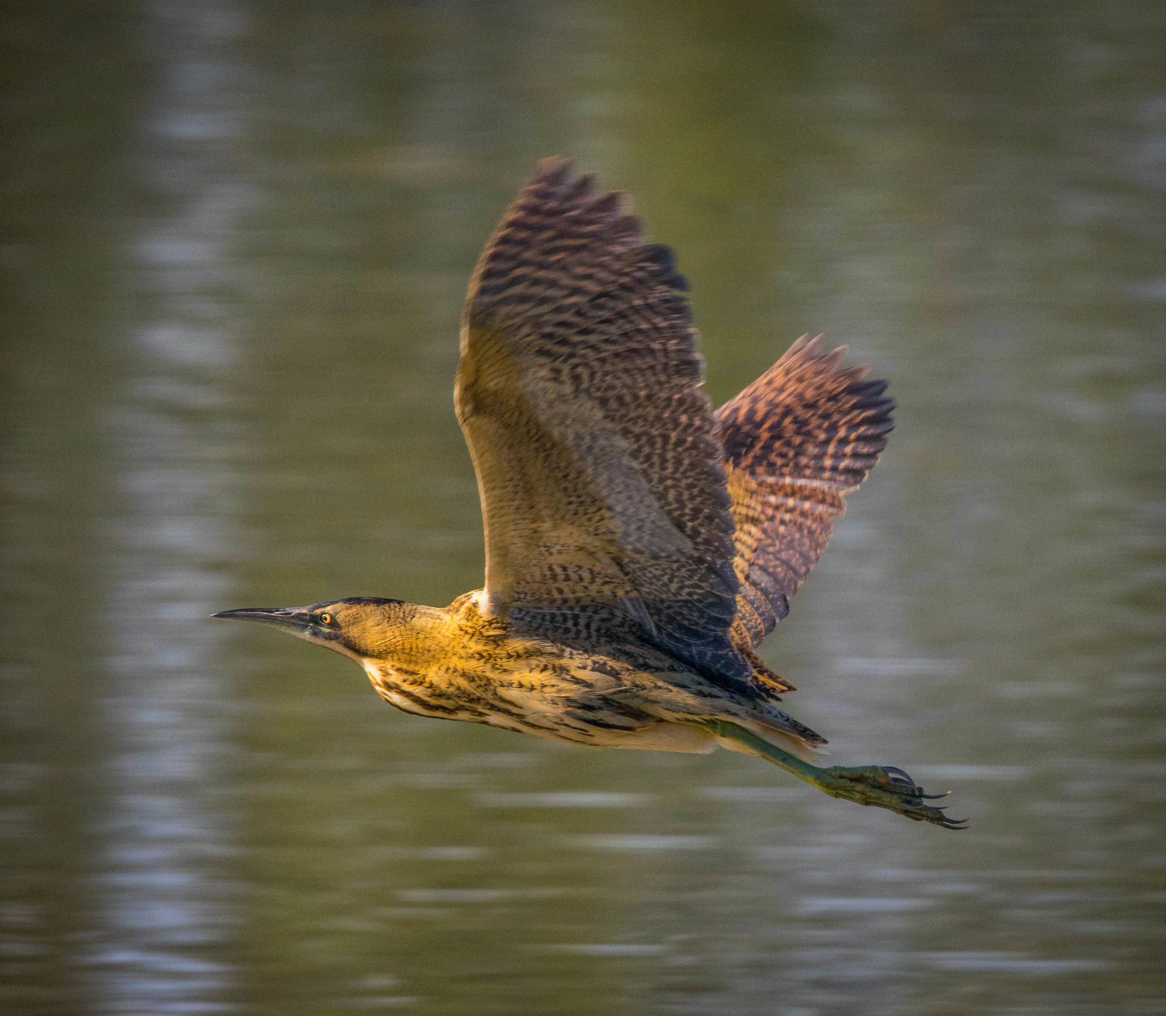 Bittern in flight