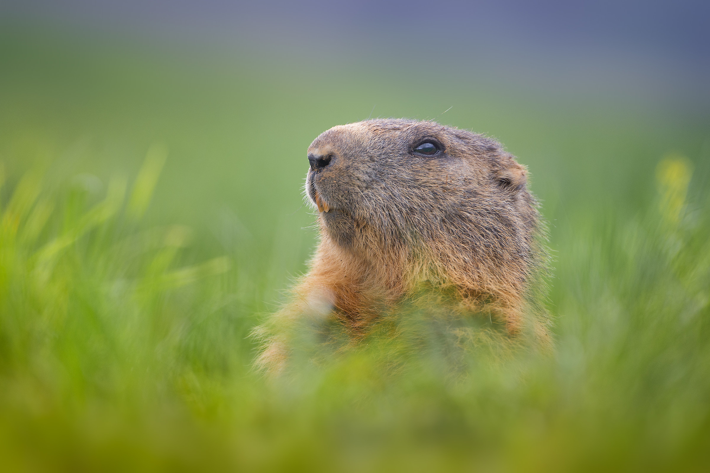 Marmot!