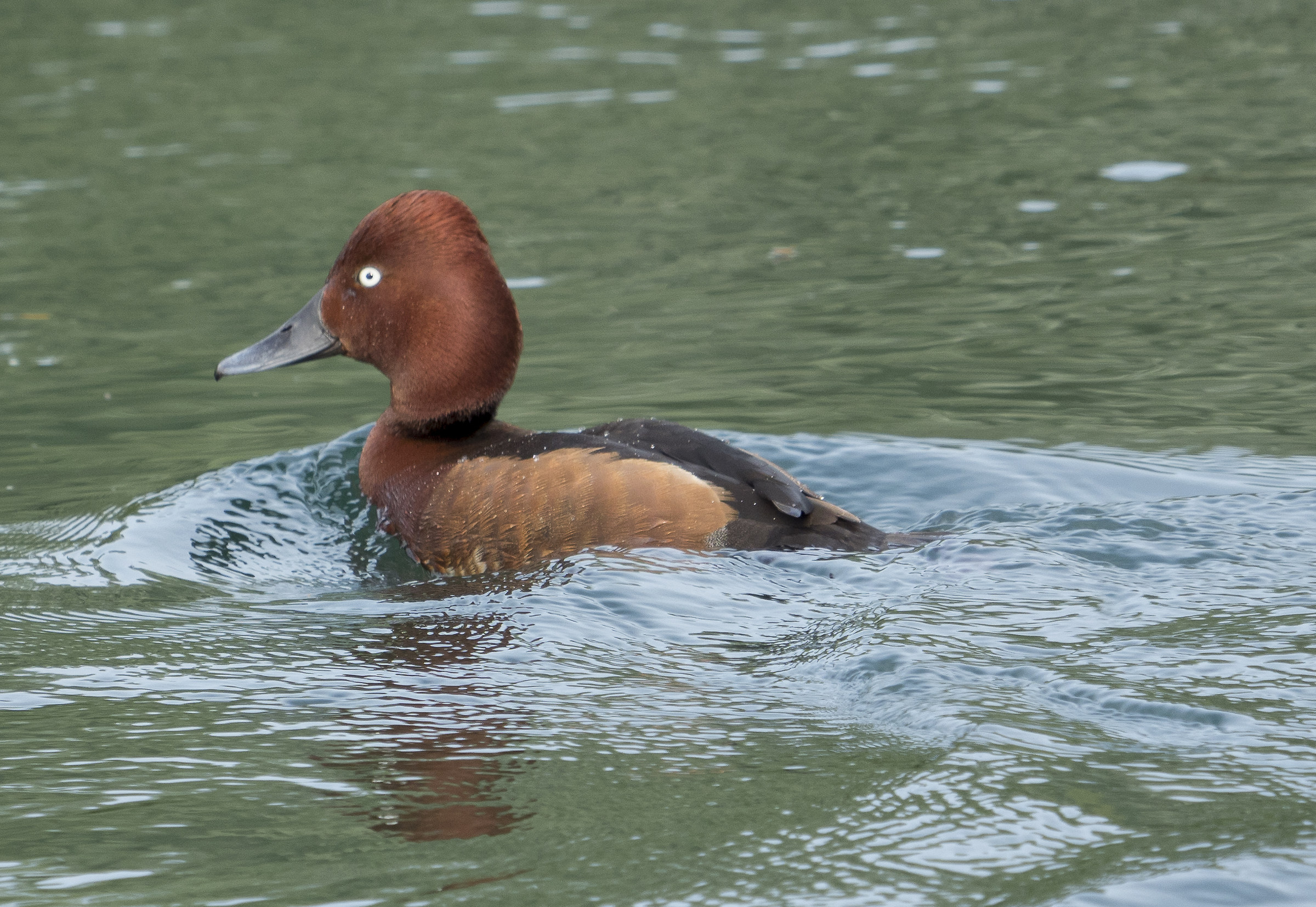 Red Rossetta Scarlett