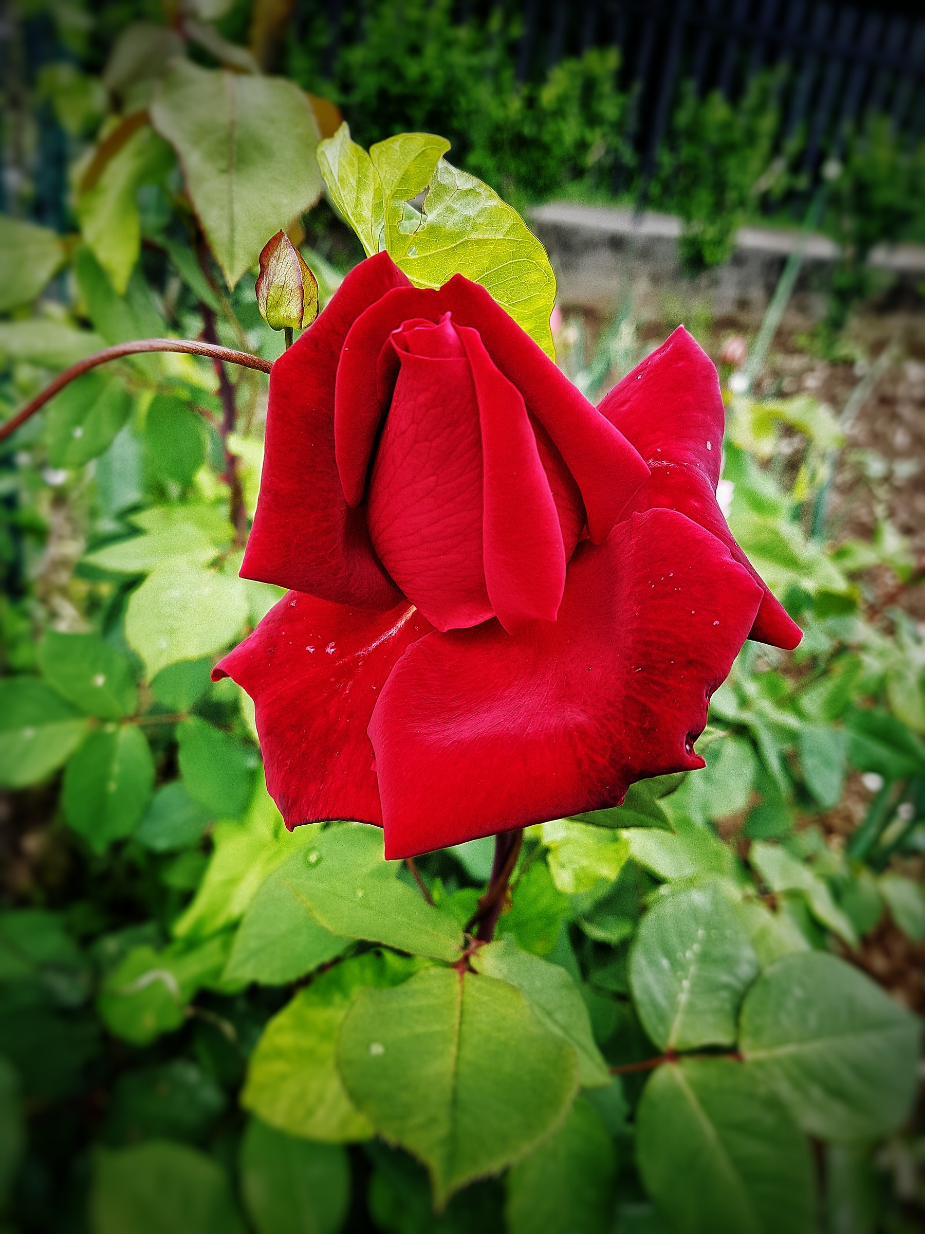 Red Rose