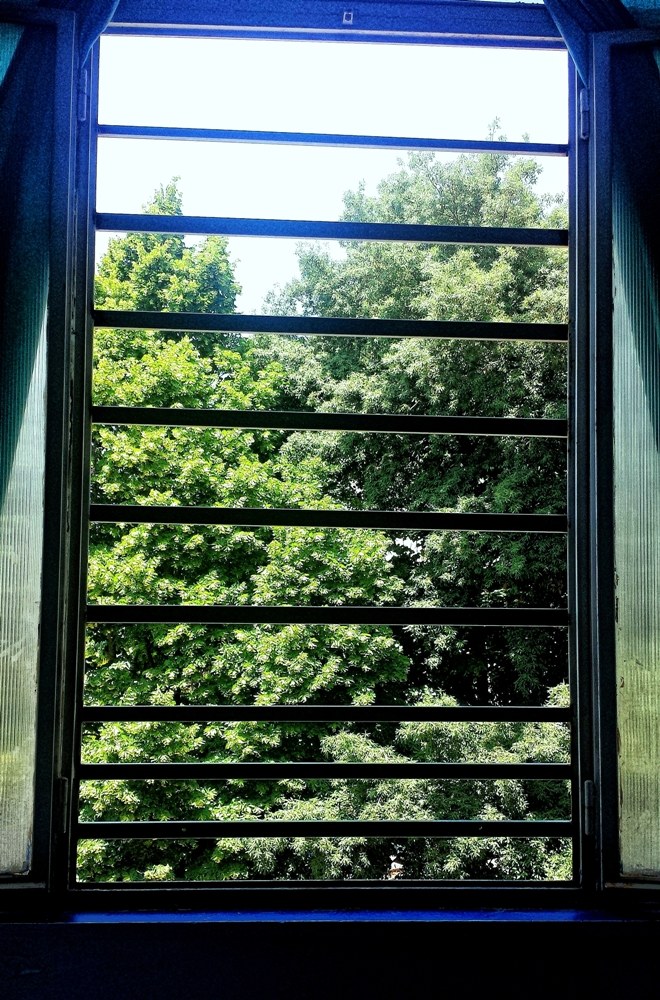 The beautiful maples....