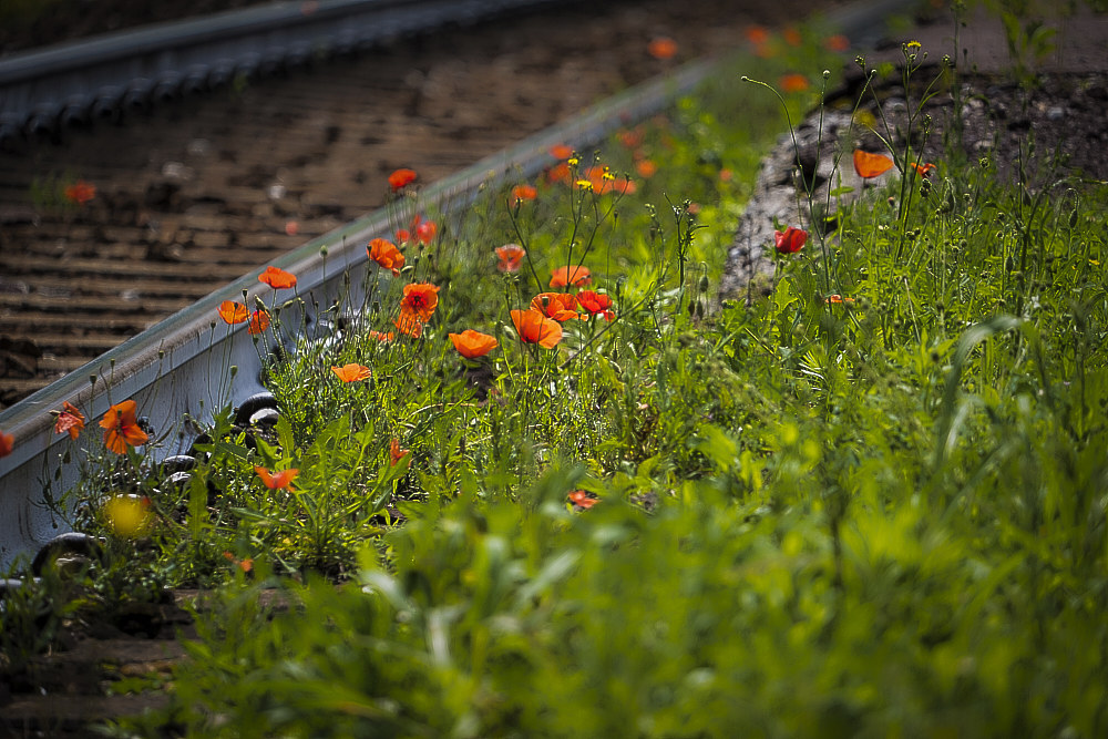 Poppies along the railroad