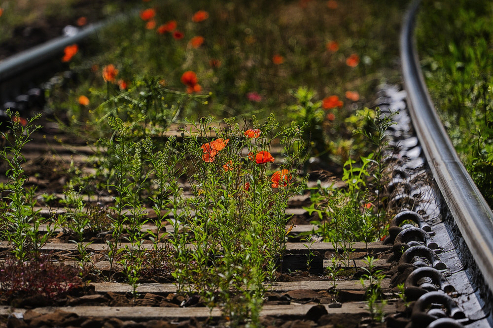 Poppies in the tracks