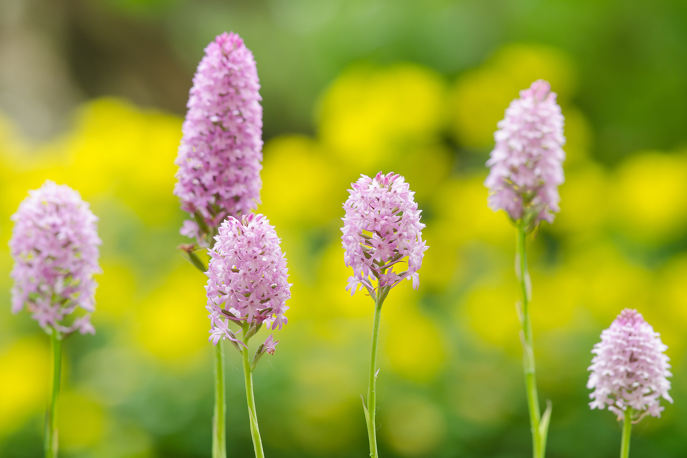 Anacamptis Pyramidalis
