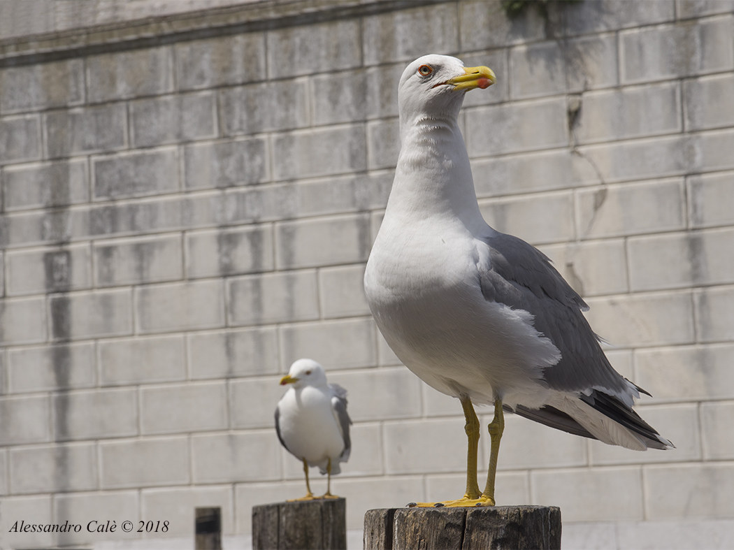 Larus michaellis (Gabbiano reale) 8570