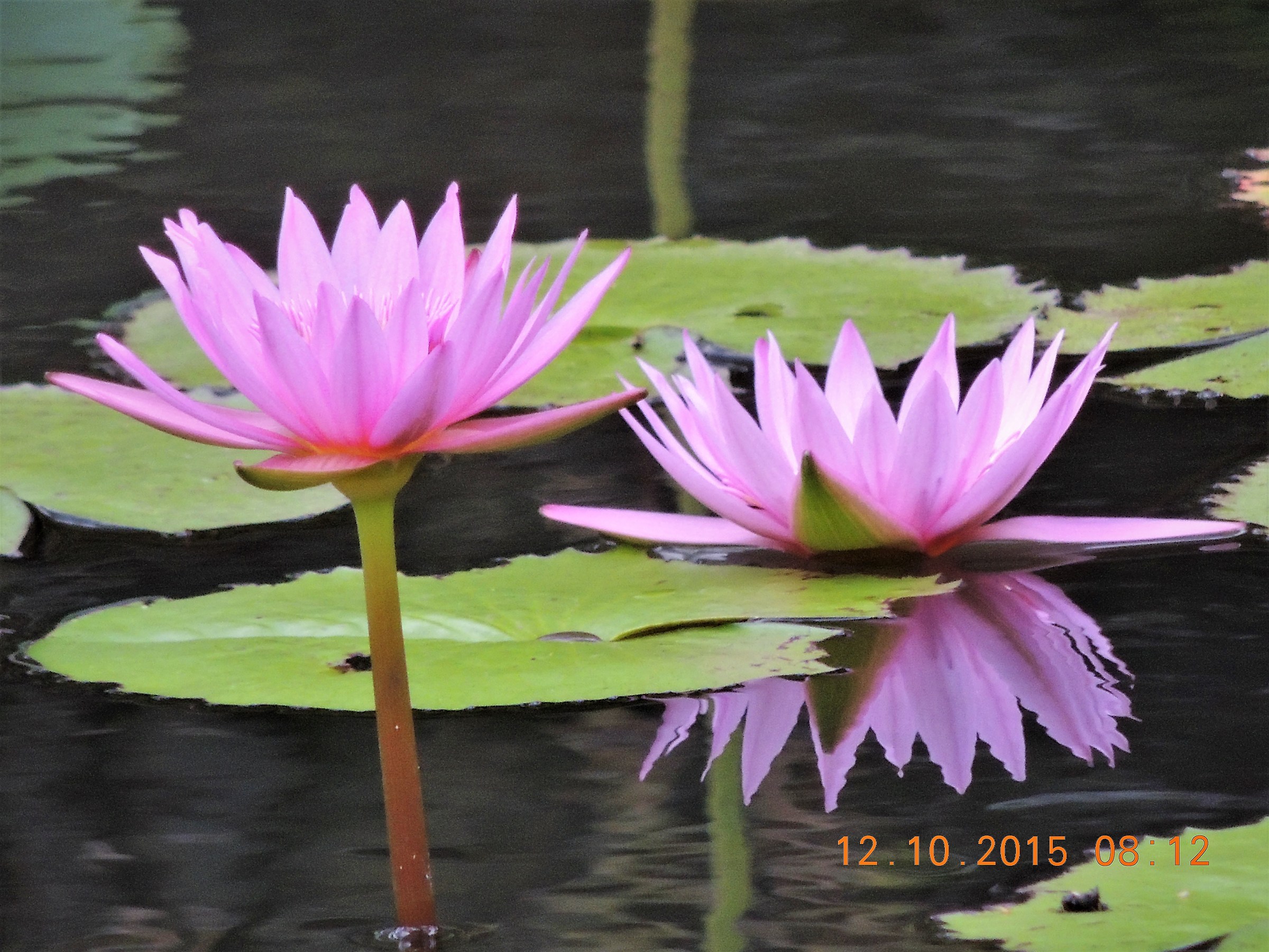 flowers in mauritius