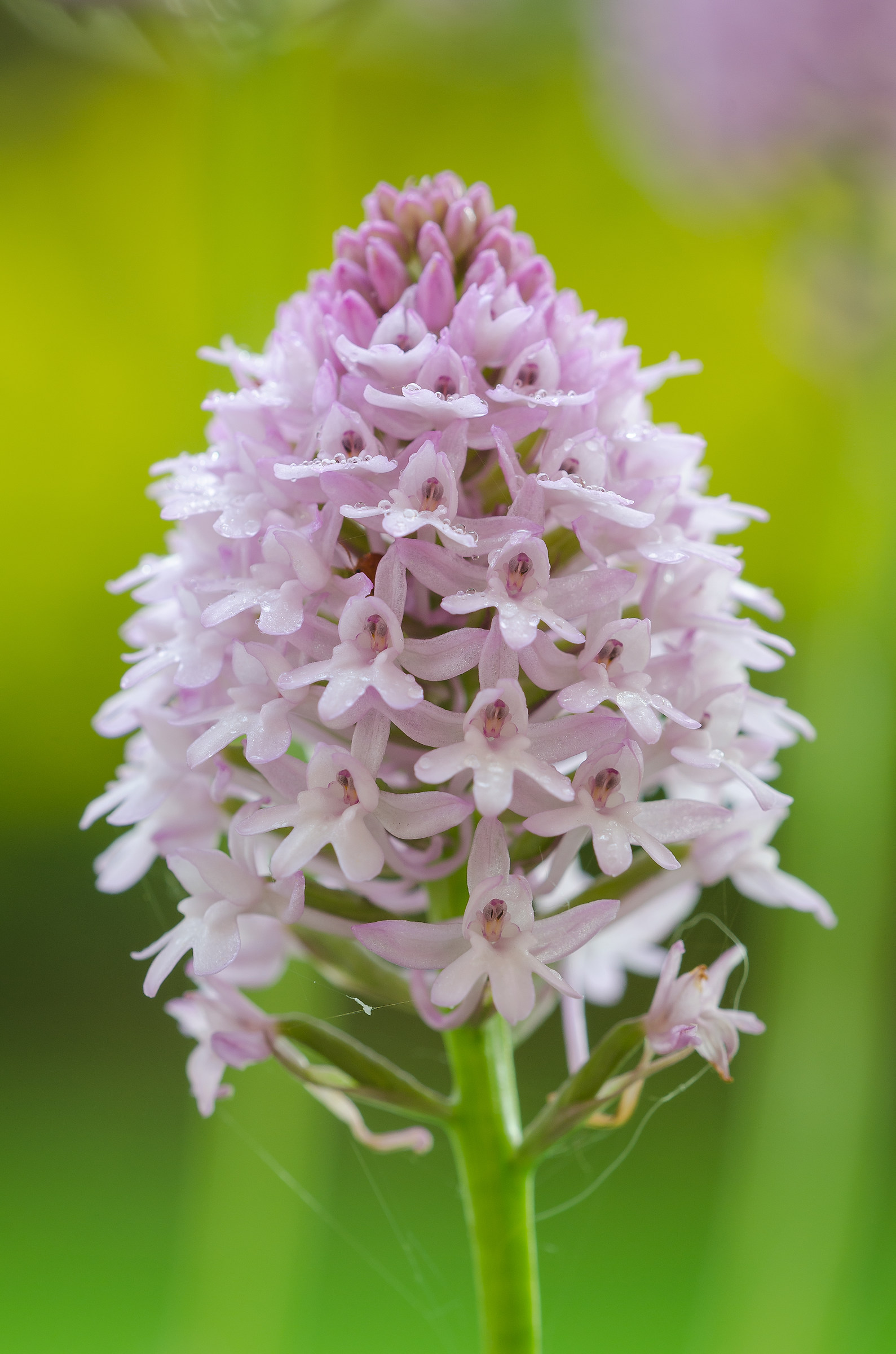 Anacamptis Pyramidalis