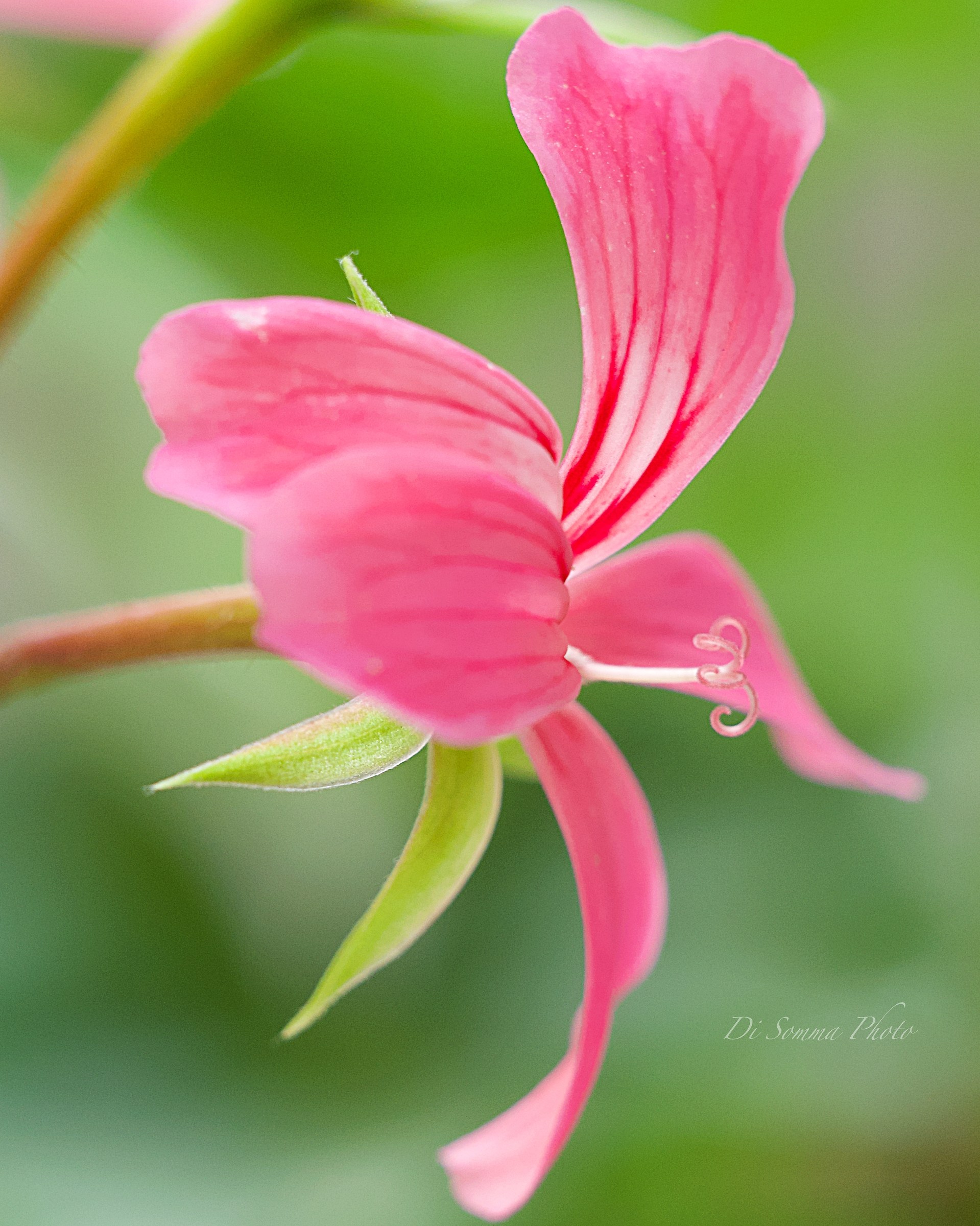 Geranium in Pink