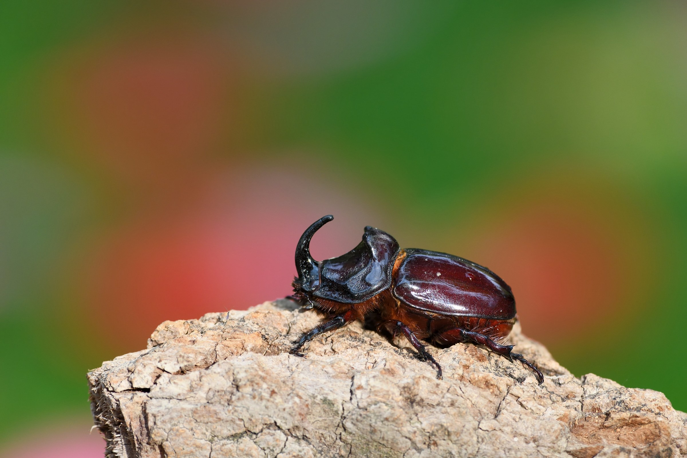 Scarabeo Rinoceronte.