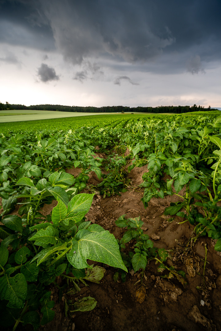 Field in Storm