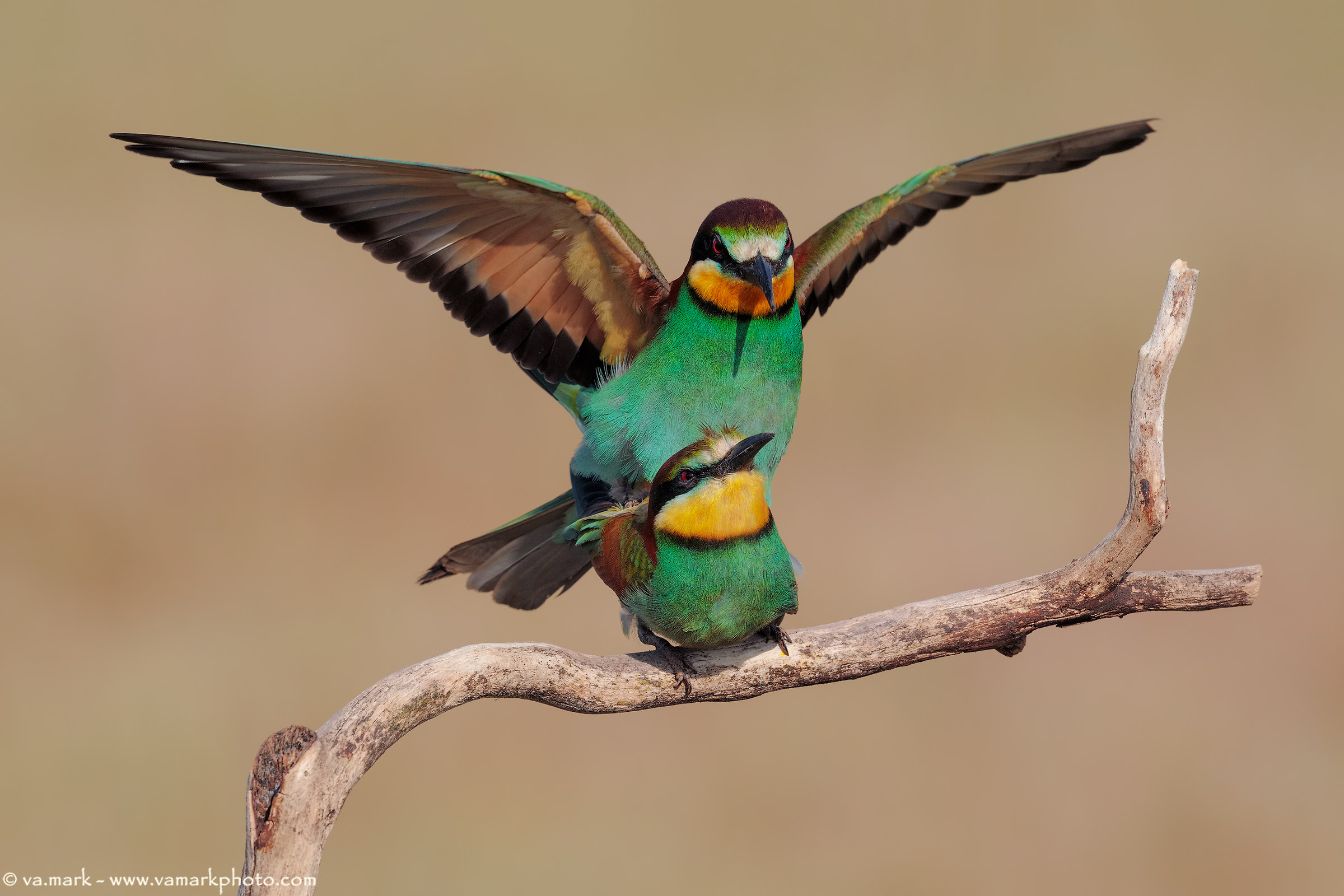 l'accoppiamento Gruccioni