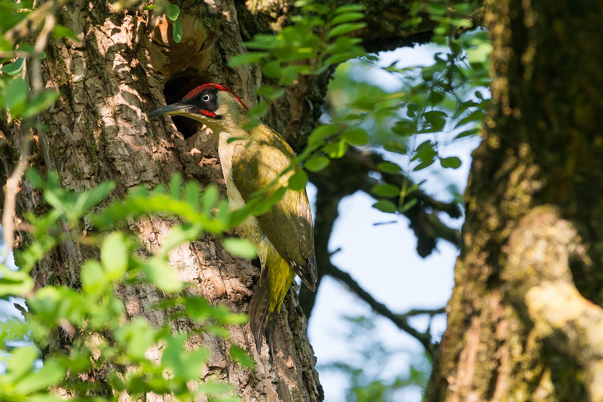 Green Woodpecker