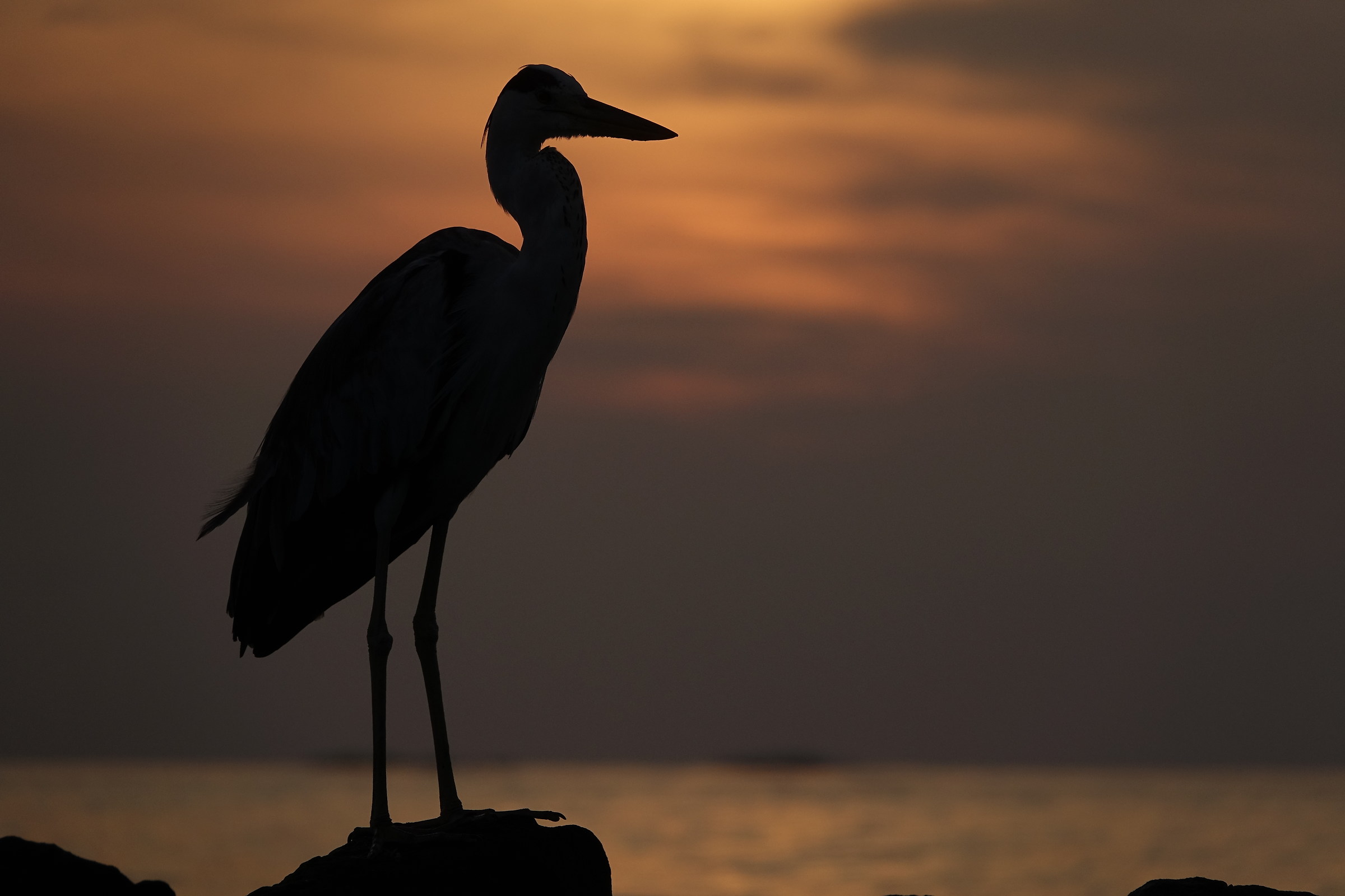 Maldives-Grey Heron at dawn