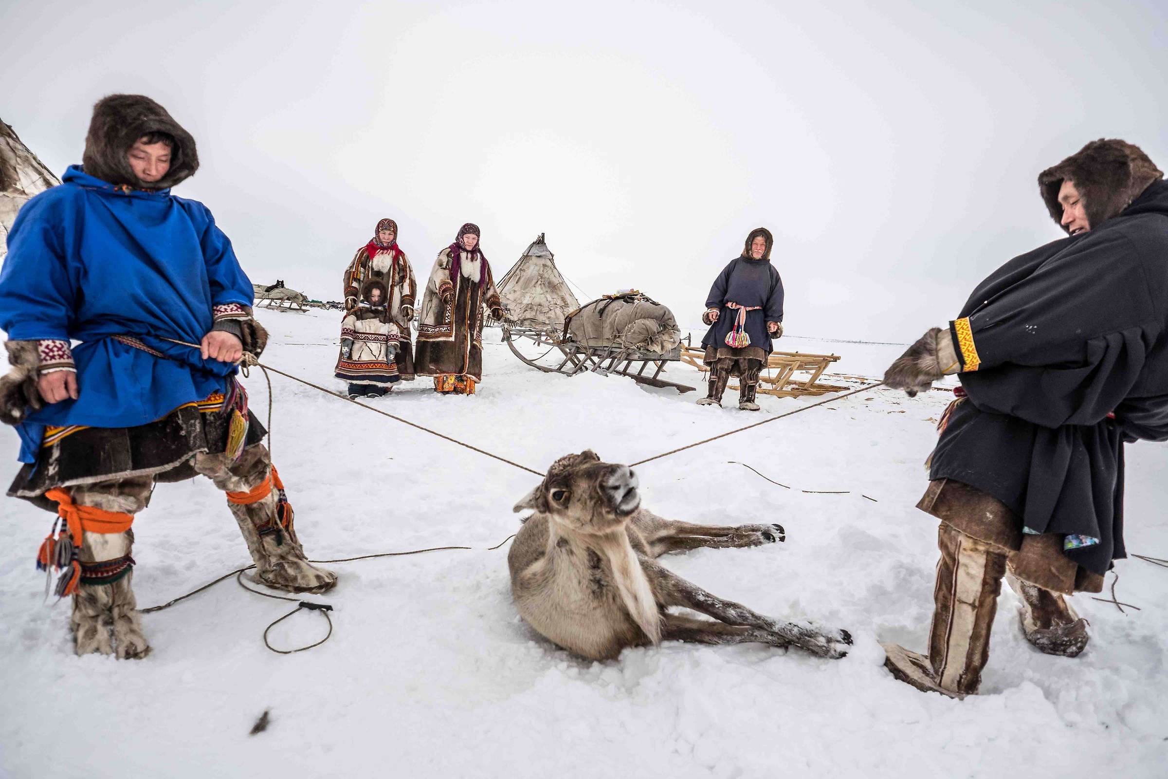 The Hard Life of Nenets