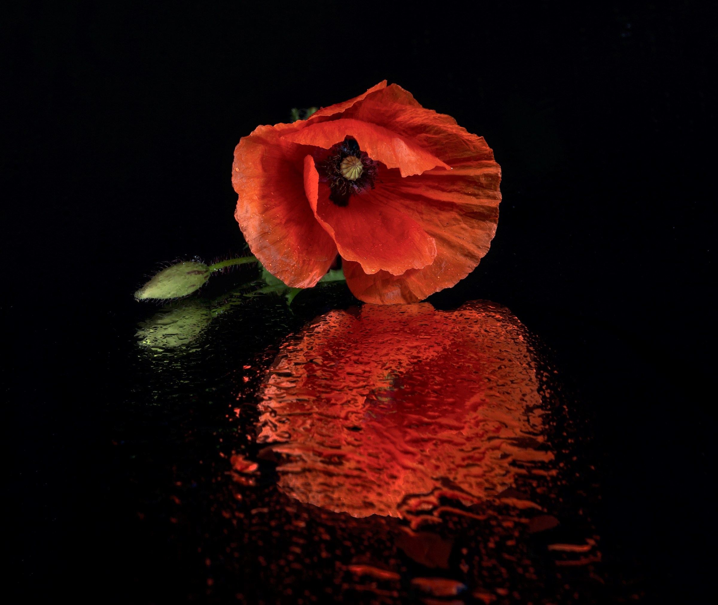 ...rosso papavero...