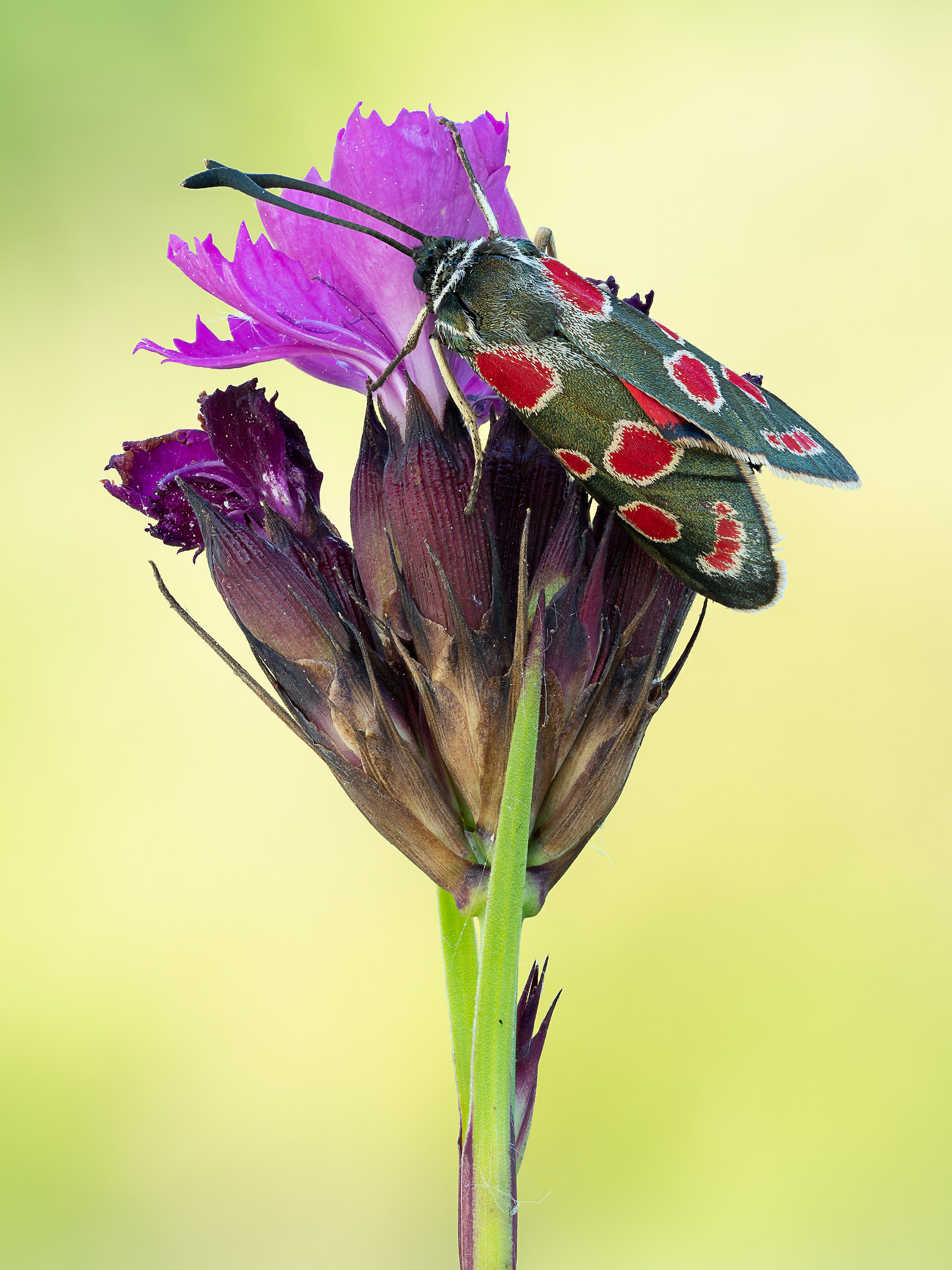 Zygaena carniolica