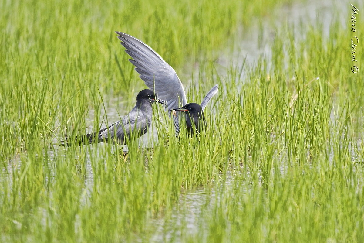 Common Tern