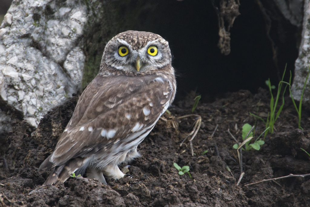 Give me your eyes please